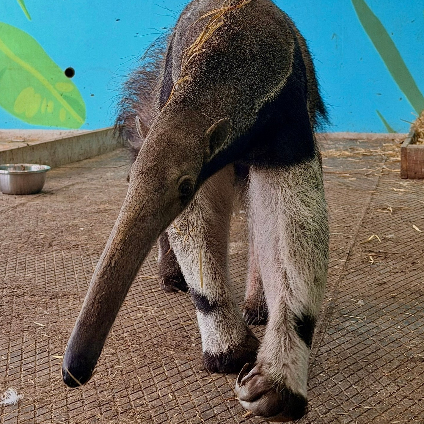 Более 50 видов животных и млекопитающих в зоопарке «Лесная Братва». Капибара, тапир, альпака, мохнатая корова, верблюд. Зоопарк уникальных животных Лесная братва