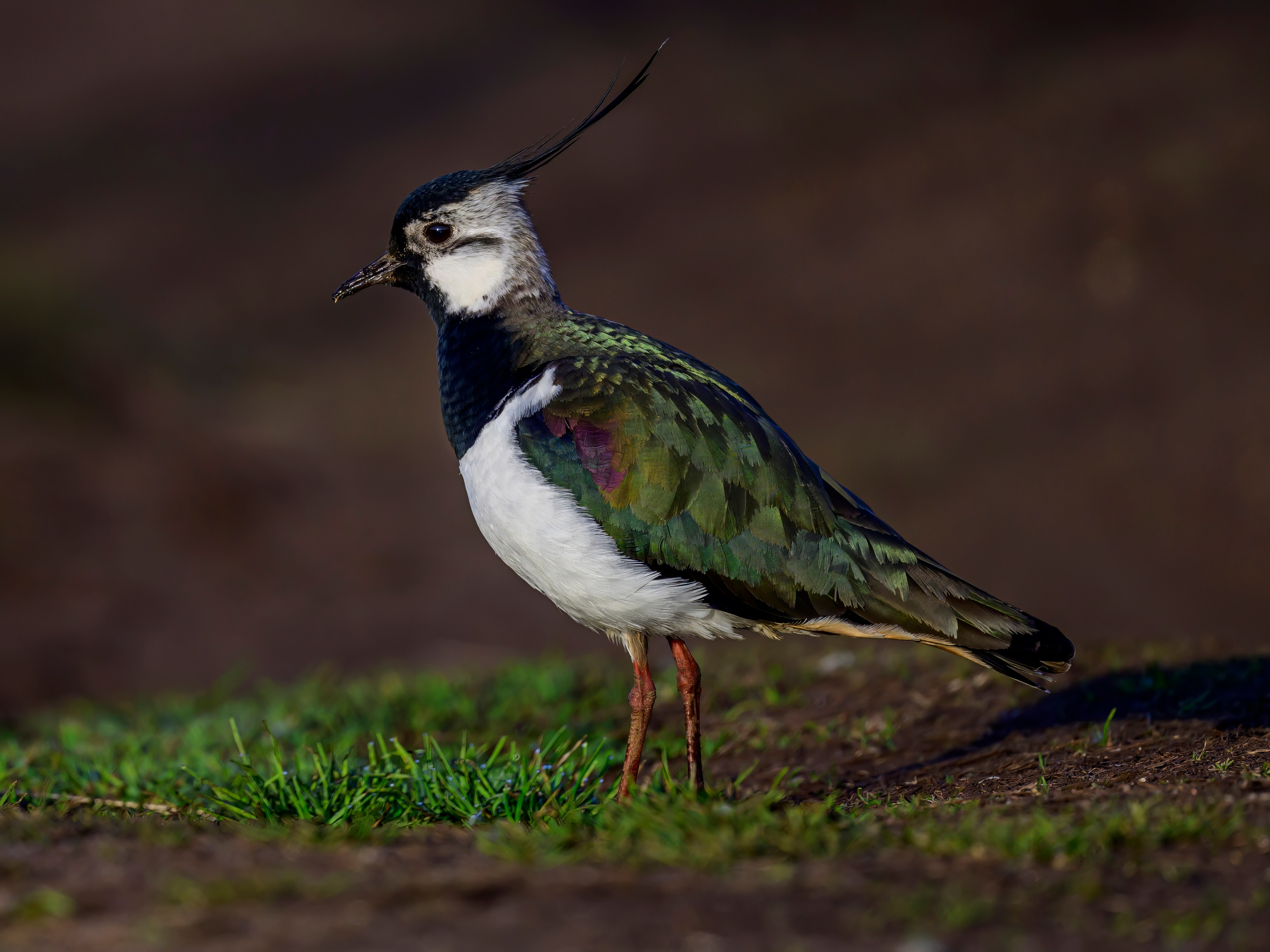 Совы и сороки. Фотограф Сергей Пупонин