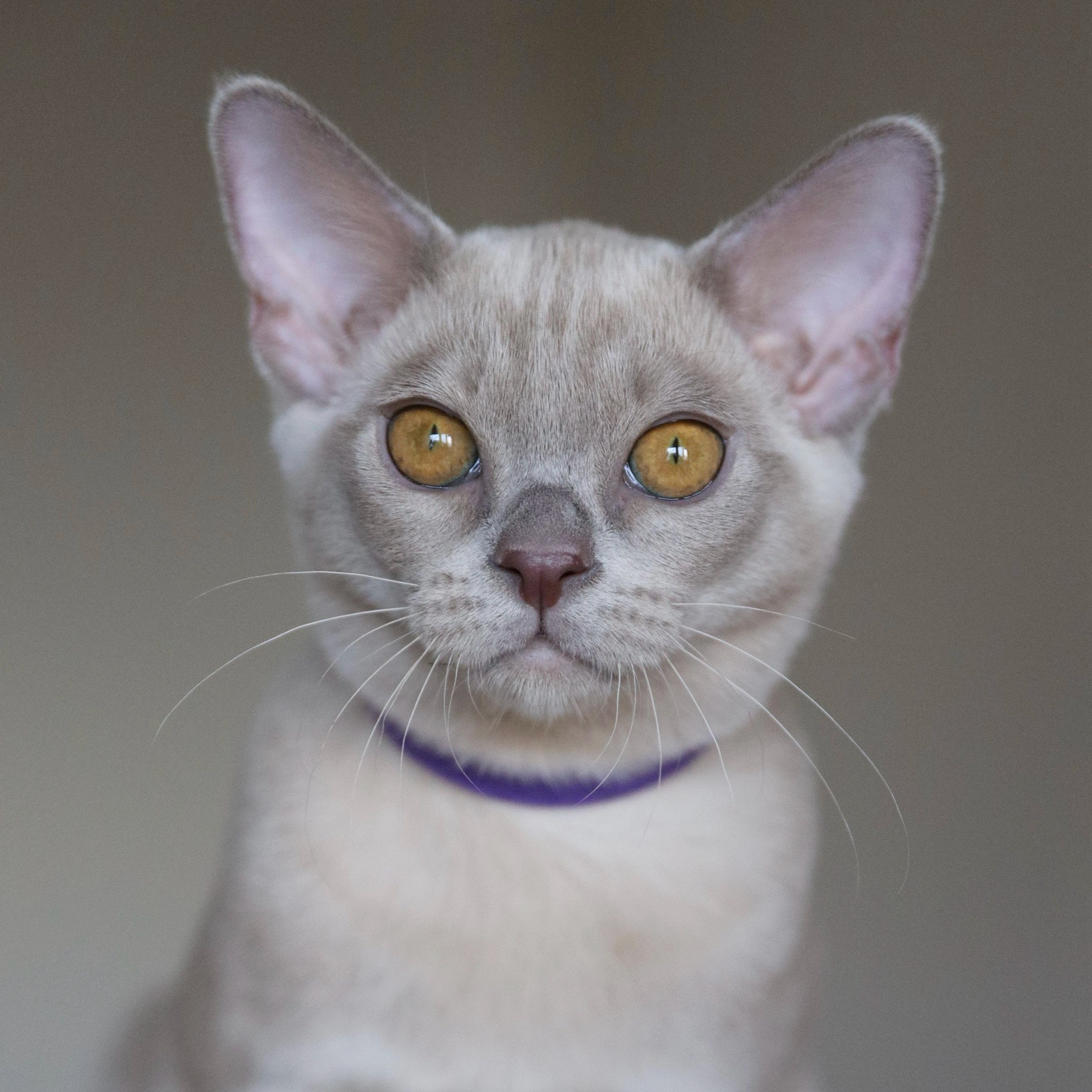 Котята. Питомник «Bouncy Life»