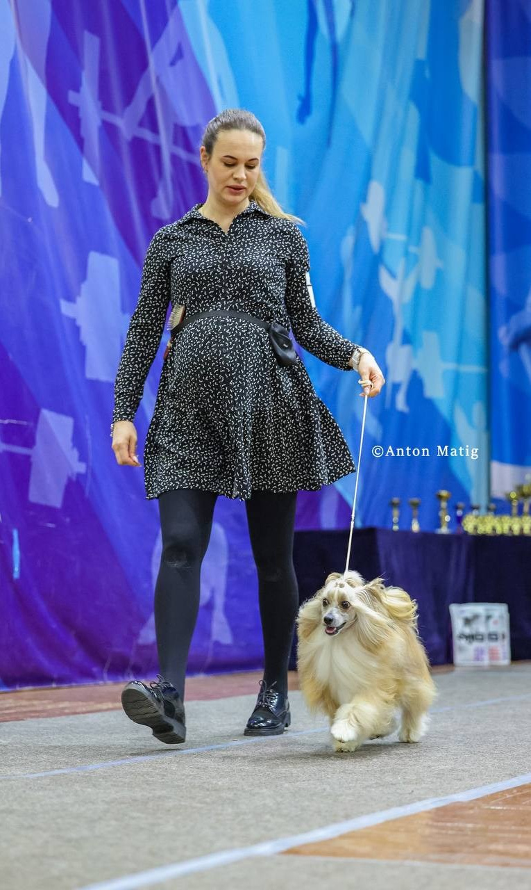 Veles opened his eyes to the title of Champion of Russia. Poale Ell Chinese Crested Dog Kennel: Buy a puppy from the kennel