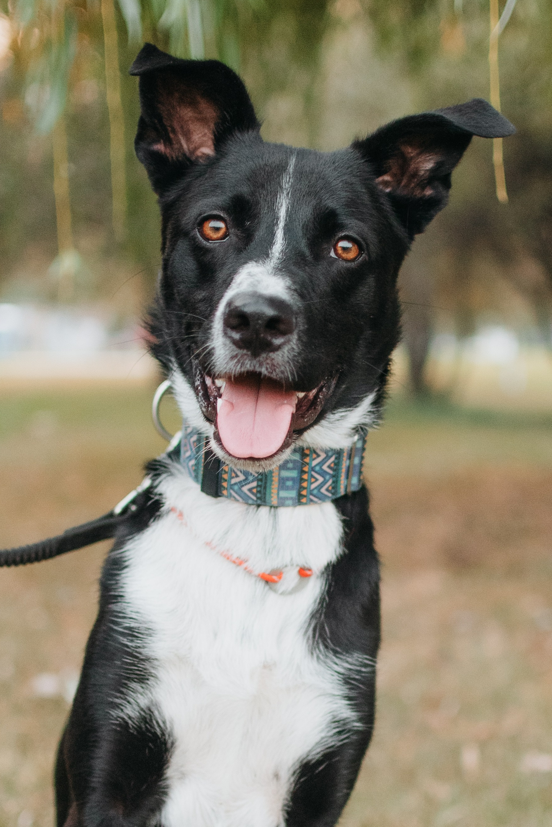 Животные на пристройство. Фотограф-анималист Валерия, Москва, Мытищи