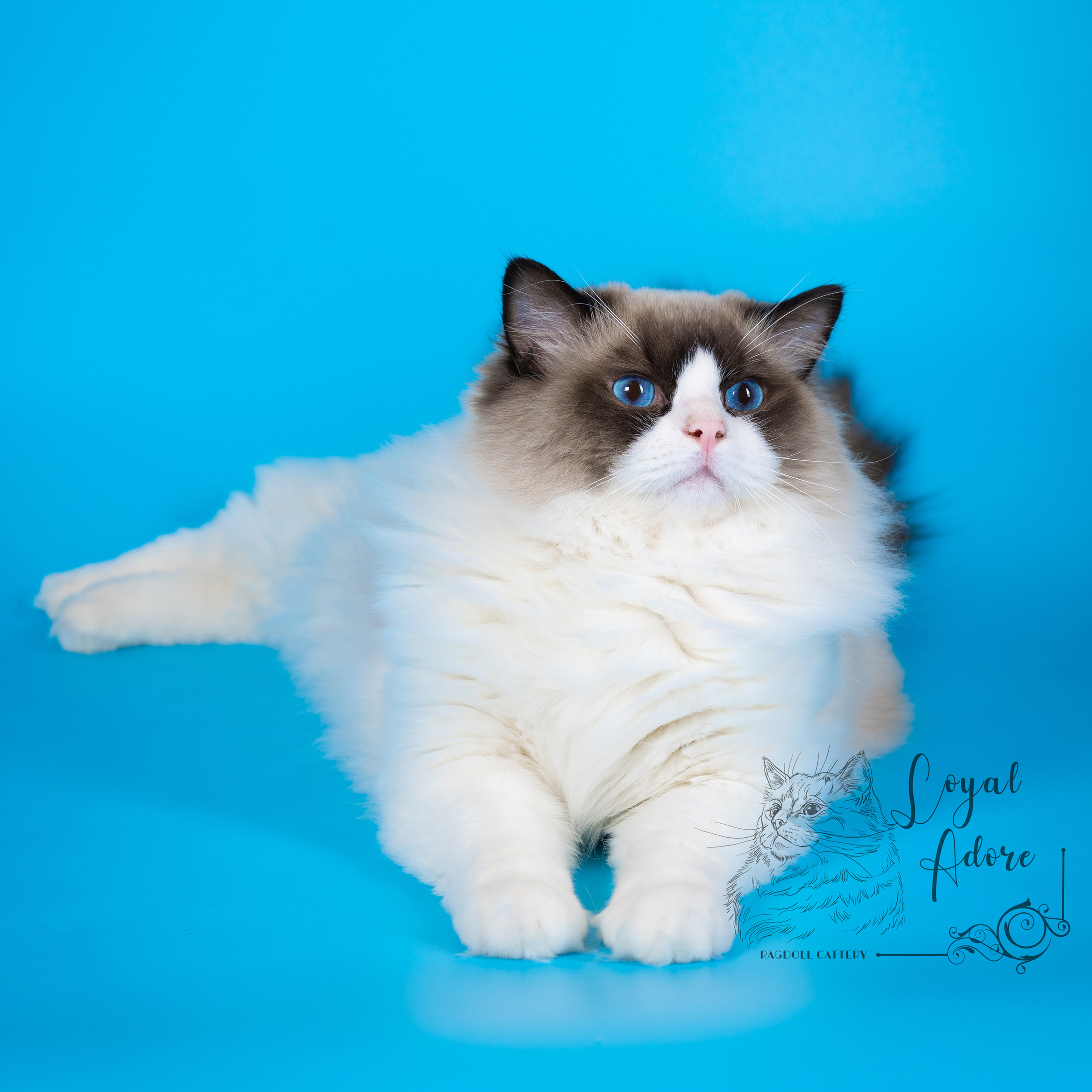 Коты производители Loyal Adore. Питомник рэгдолл Loyal Adore