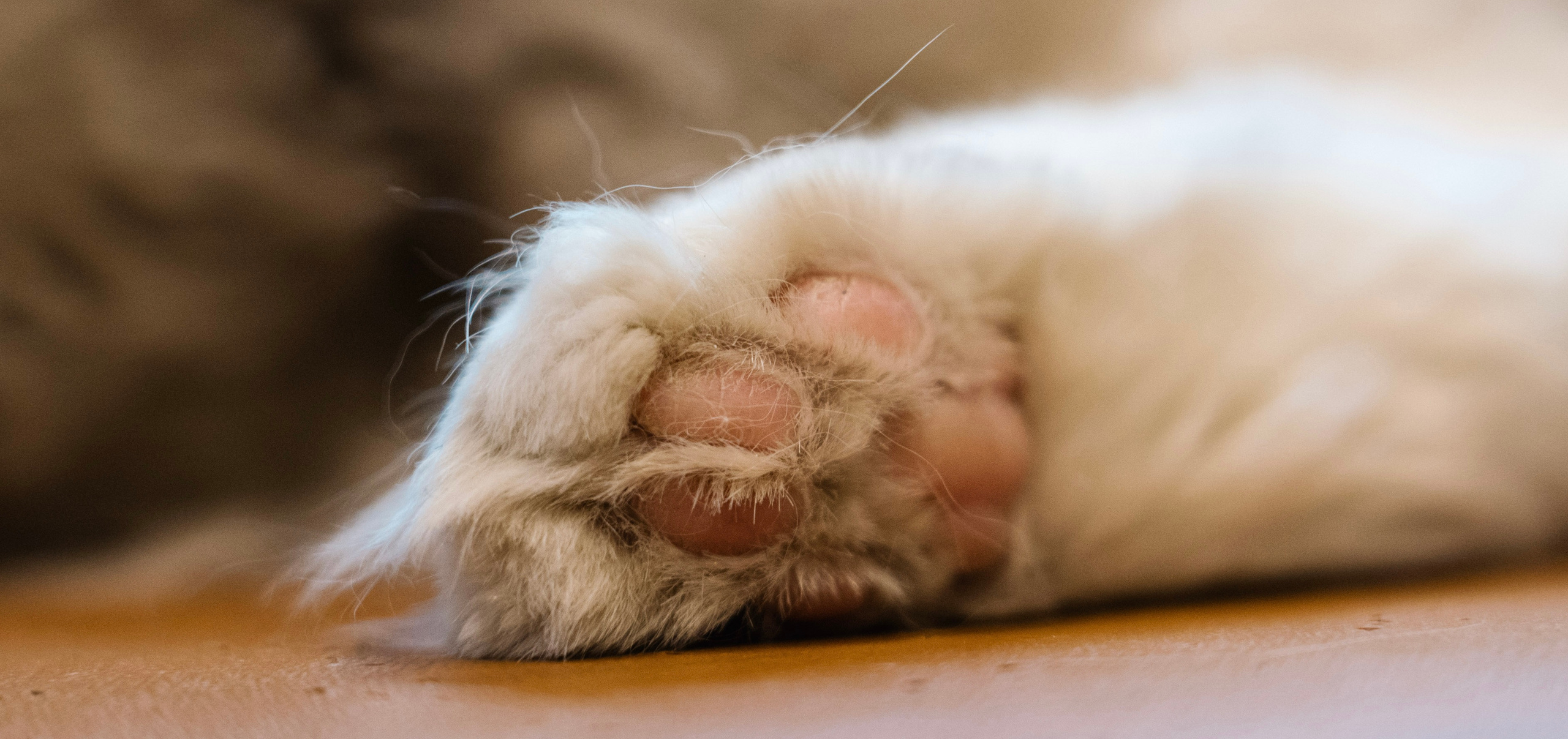 Catfe. Photographer in Guangzhou, China. Archibald Sonnenhaft