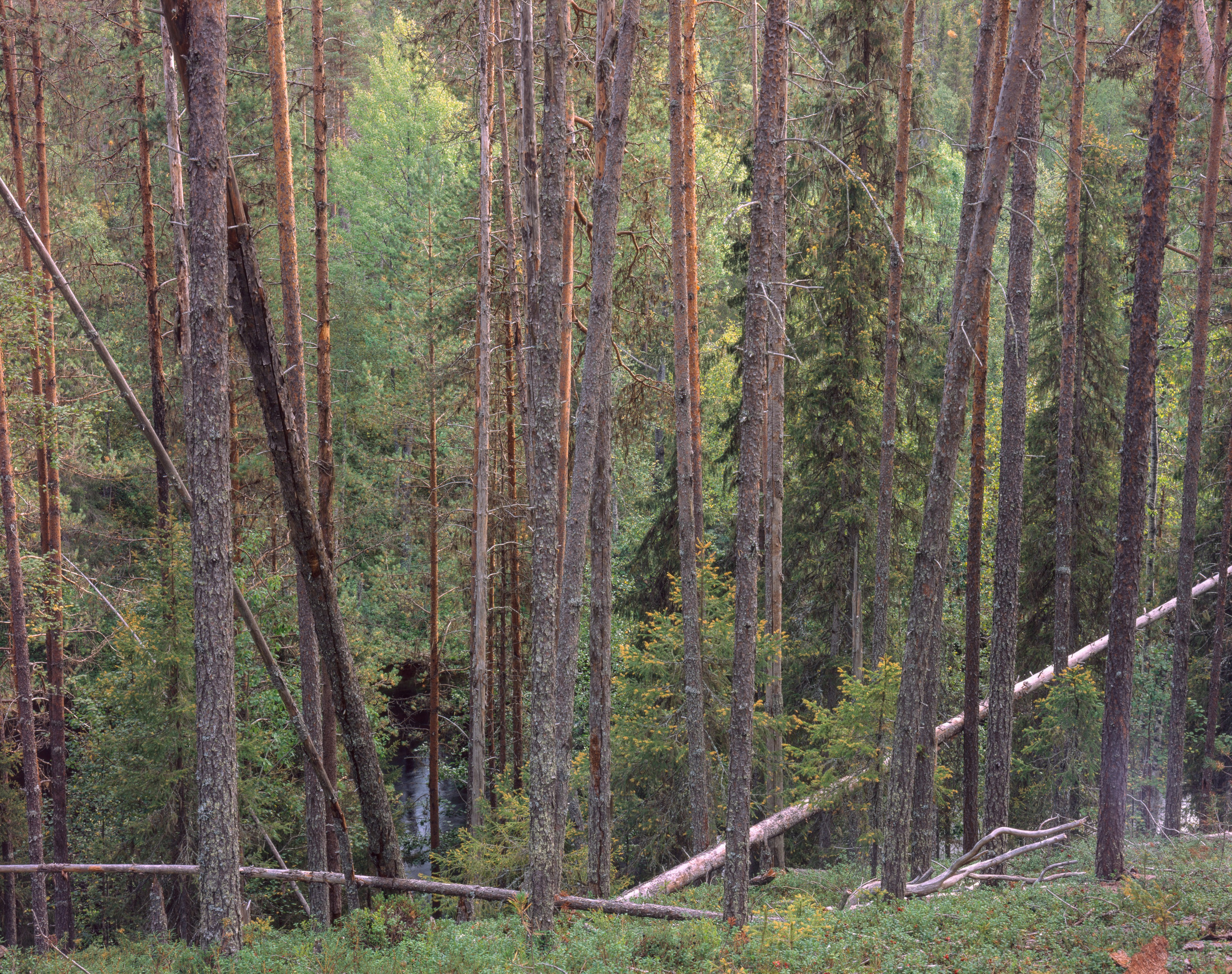 A remarkable day. Northern Nights