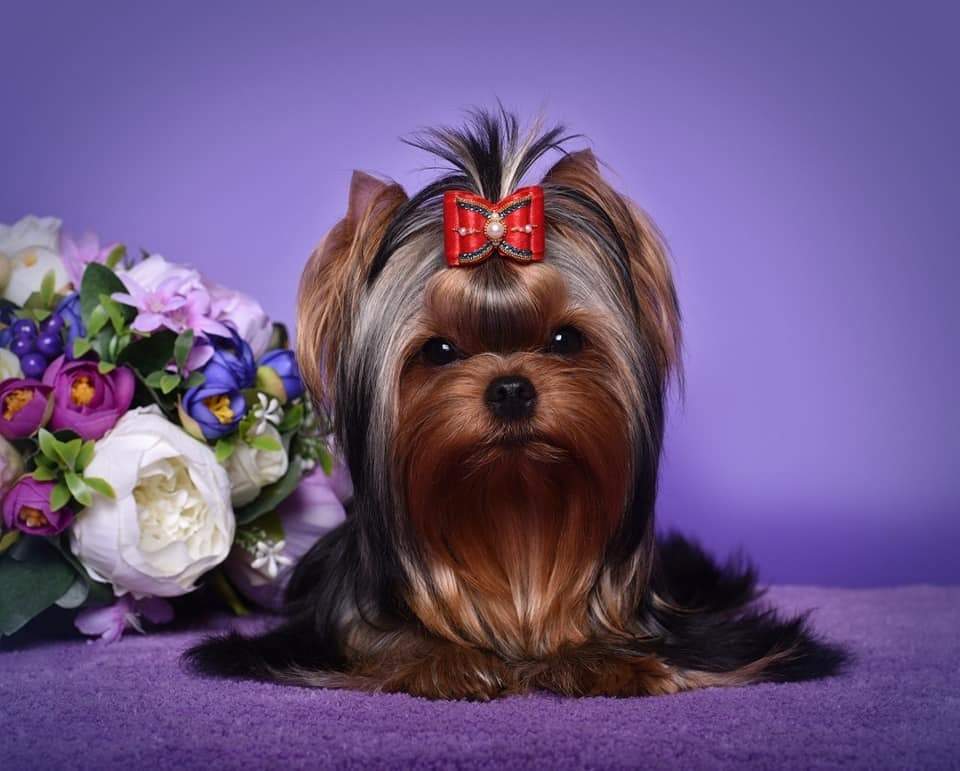 МИТТЭН СКАЙ ЗОИ САЛДАНА. Питомник Йоркширских терьеров Дэнстайл в Санкт-Петербурге заводчик Тих