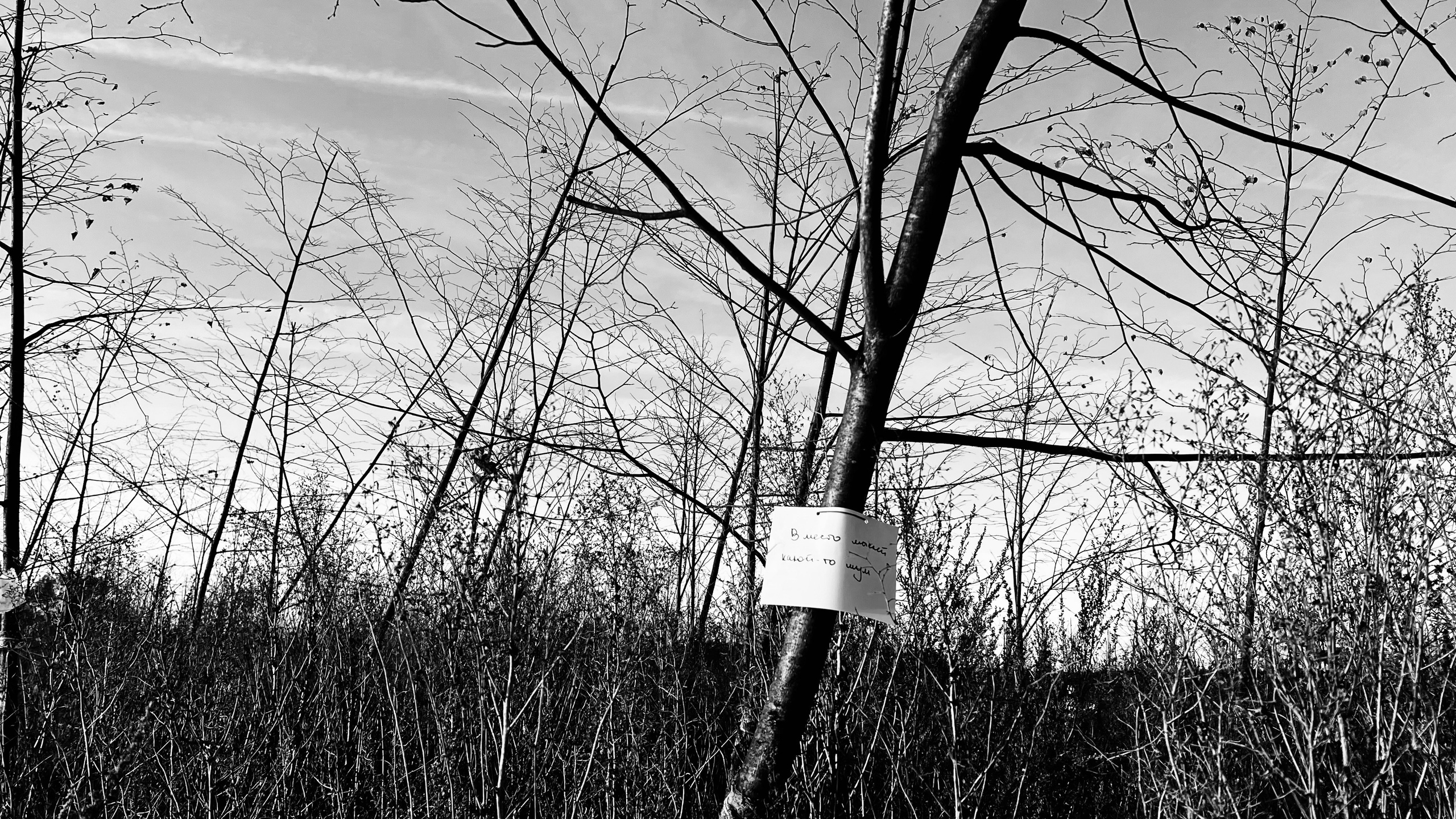 Перформанс «Лес мыслей». Коммерческий фотограф в Казани Ксения Добролюбова