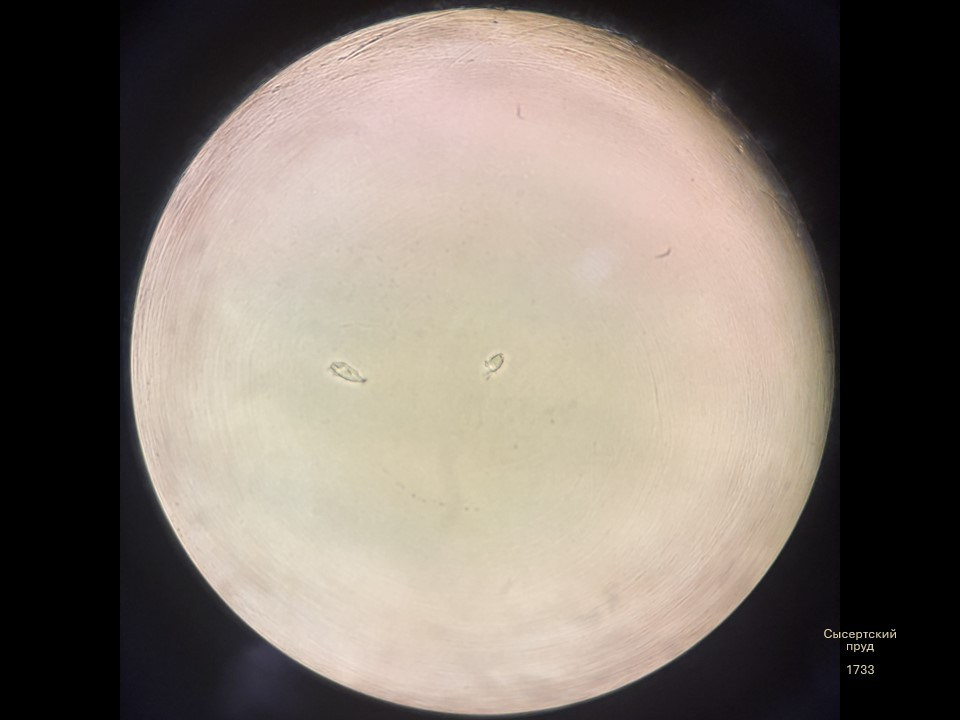 Олеся Фрич — Капля вселенной