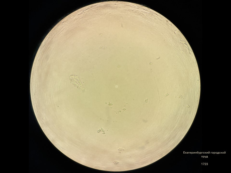 Олеся Фрич — Капля вселенной