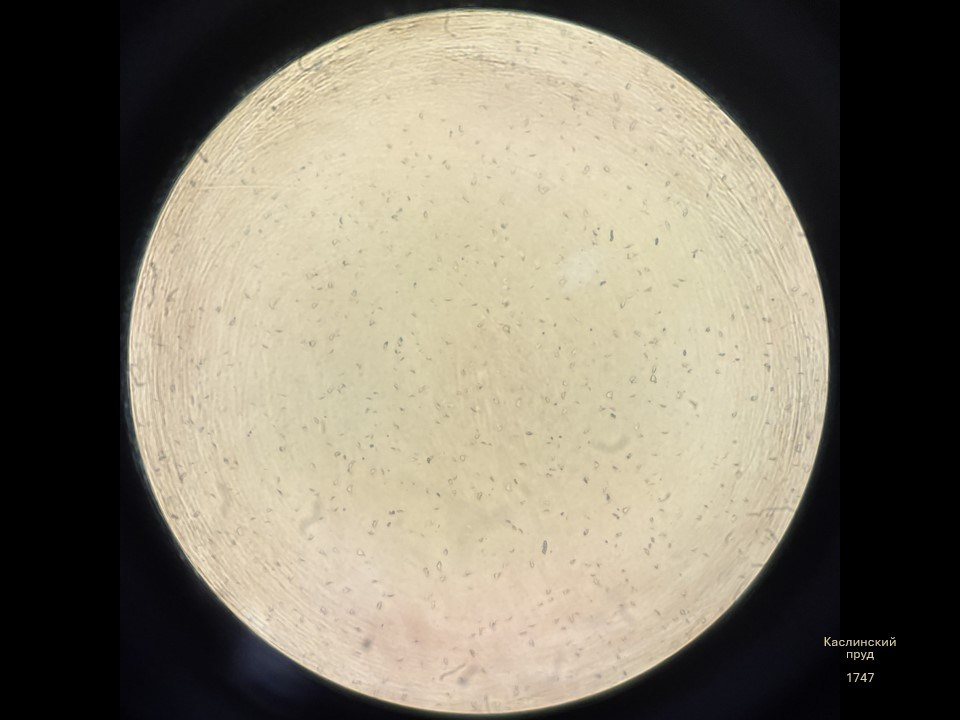 Олеся Фрич — Капля вселенной