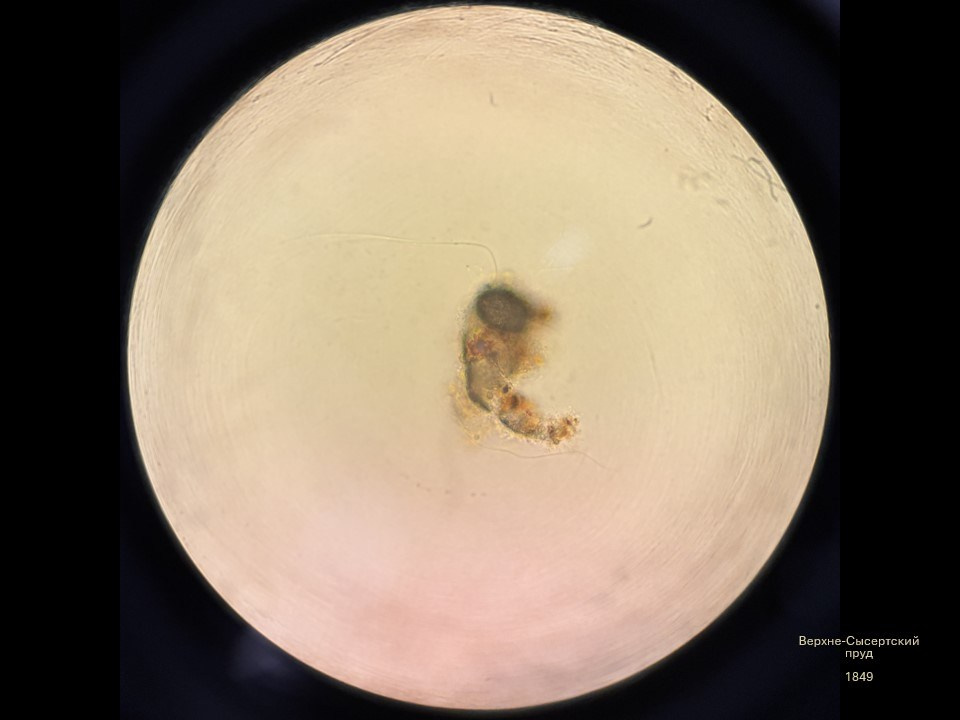 Олеся Фрич — Капля вселенной