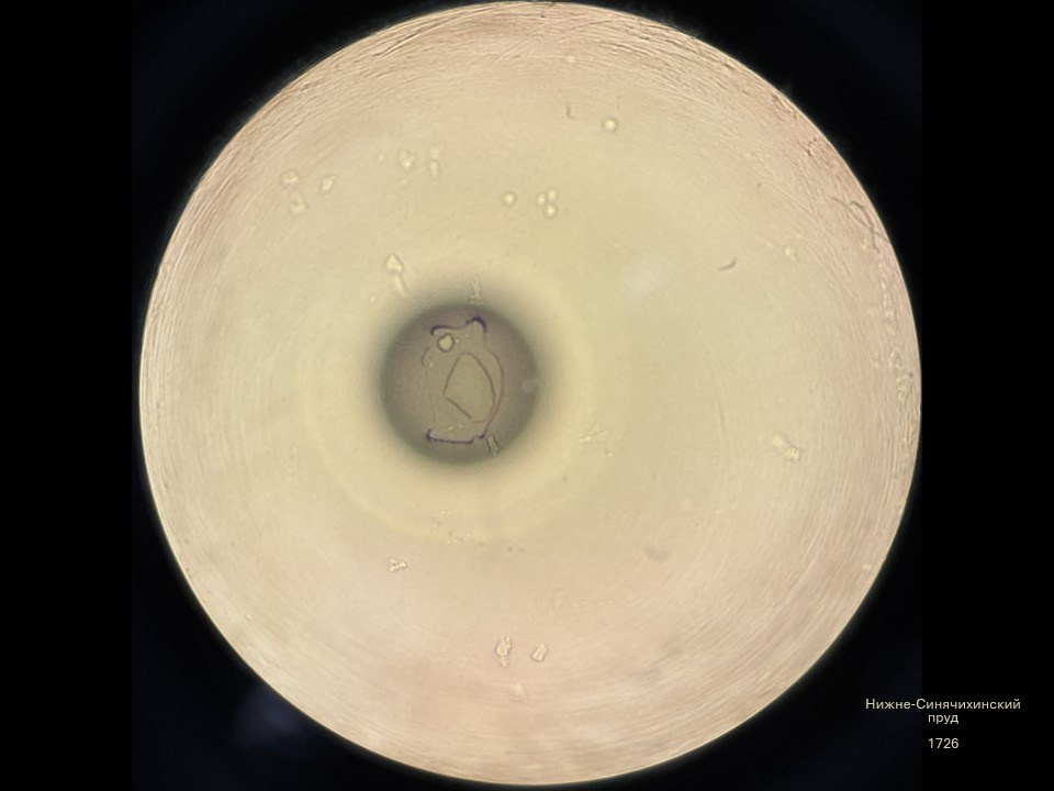 Олеся Фрич — Капля вселенной