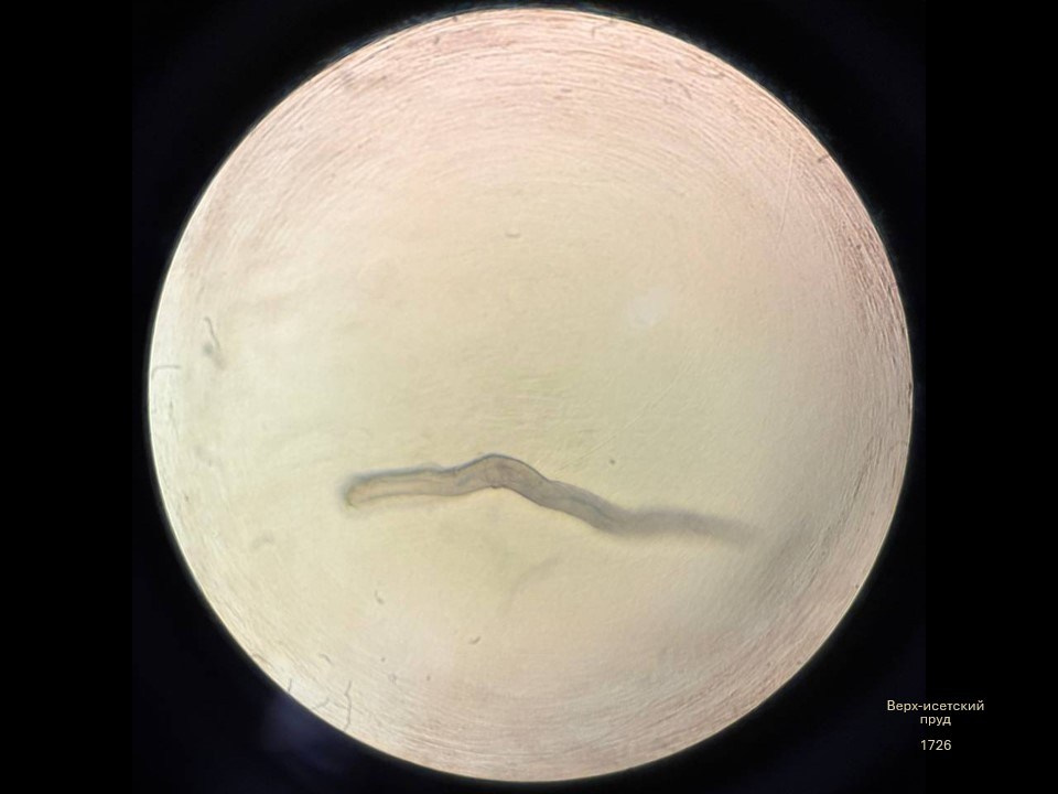 Олеся Фрич — Капля вселенной