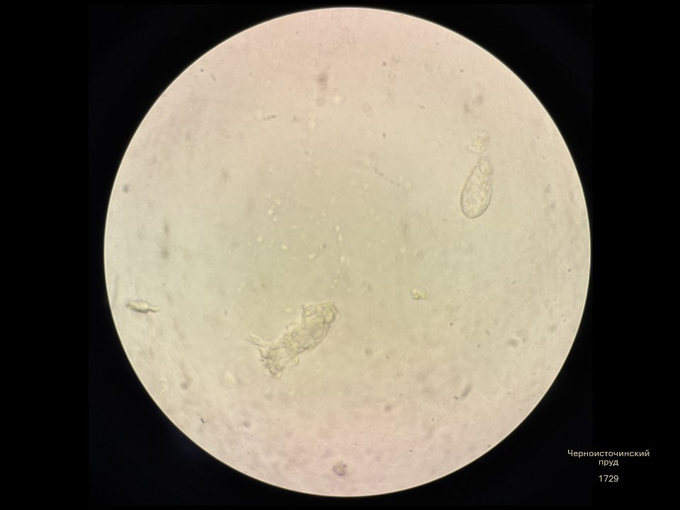 Олеся Фрич — Капля вселенной