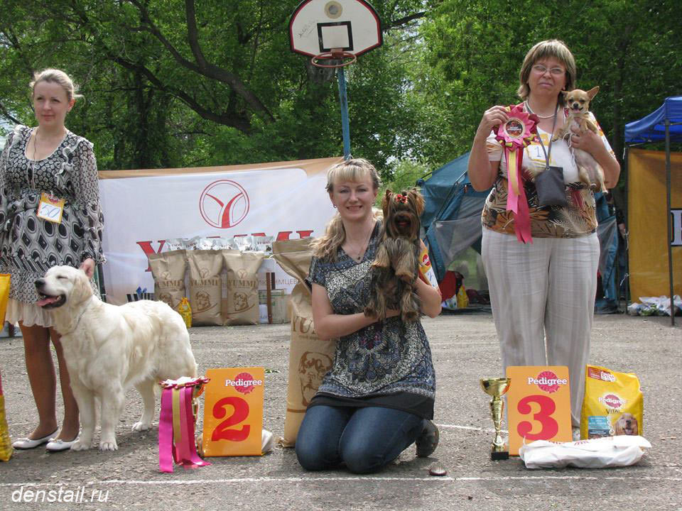 2014 г Результаты выставок. Питомник Йоркширских терьеров Дэнстайл в Санкт-Петербурге заводчик Тих