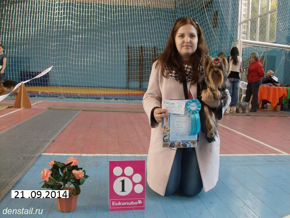 2014 г Результаты выставок. Питомник Йоркширских терьеров Дэнстайл в Санкт-Петербурге заводчик Тих