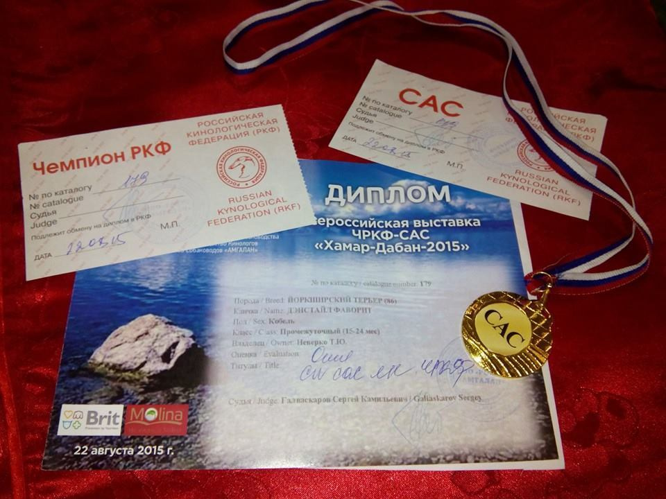 2015 г Результаты выставок. Питомник Йоркширских терьеров Дэнстайл в Санкт-Петербурге заводчик Тих