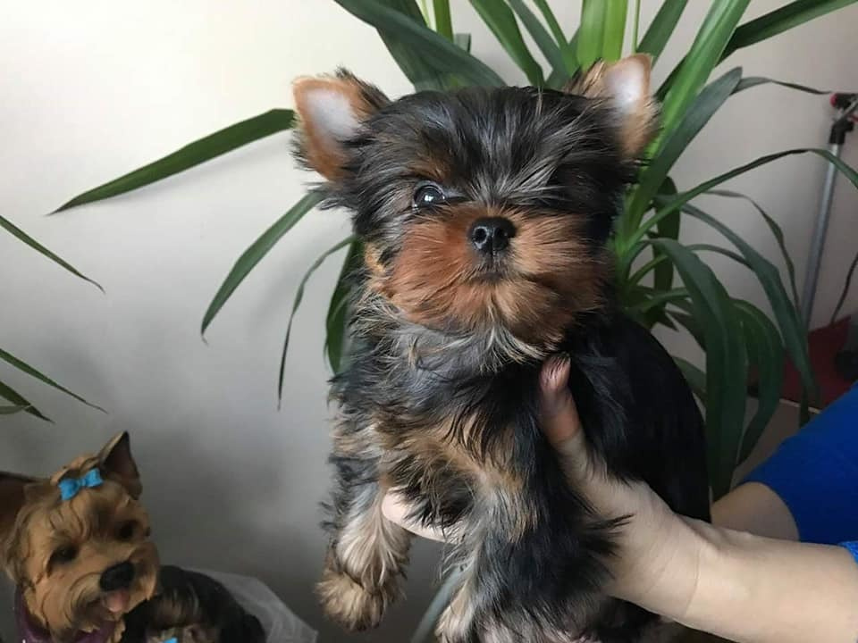 STEEL STAR BOSS HUGO BOSS. Питомник Йоркширских терьеров Дэнстайл в Санкт-Петербурге заводчик Тих