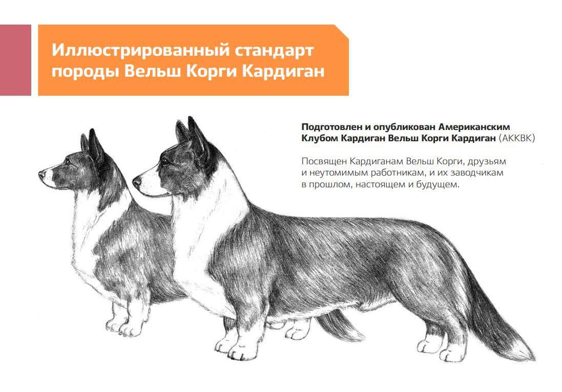 Стандарт вельш корги кардиган. Купить щенка Вельш-корги-кардиган в семейном питомнике — Ice Fantasy