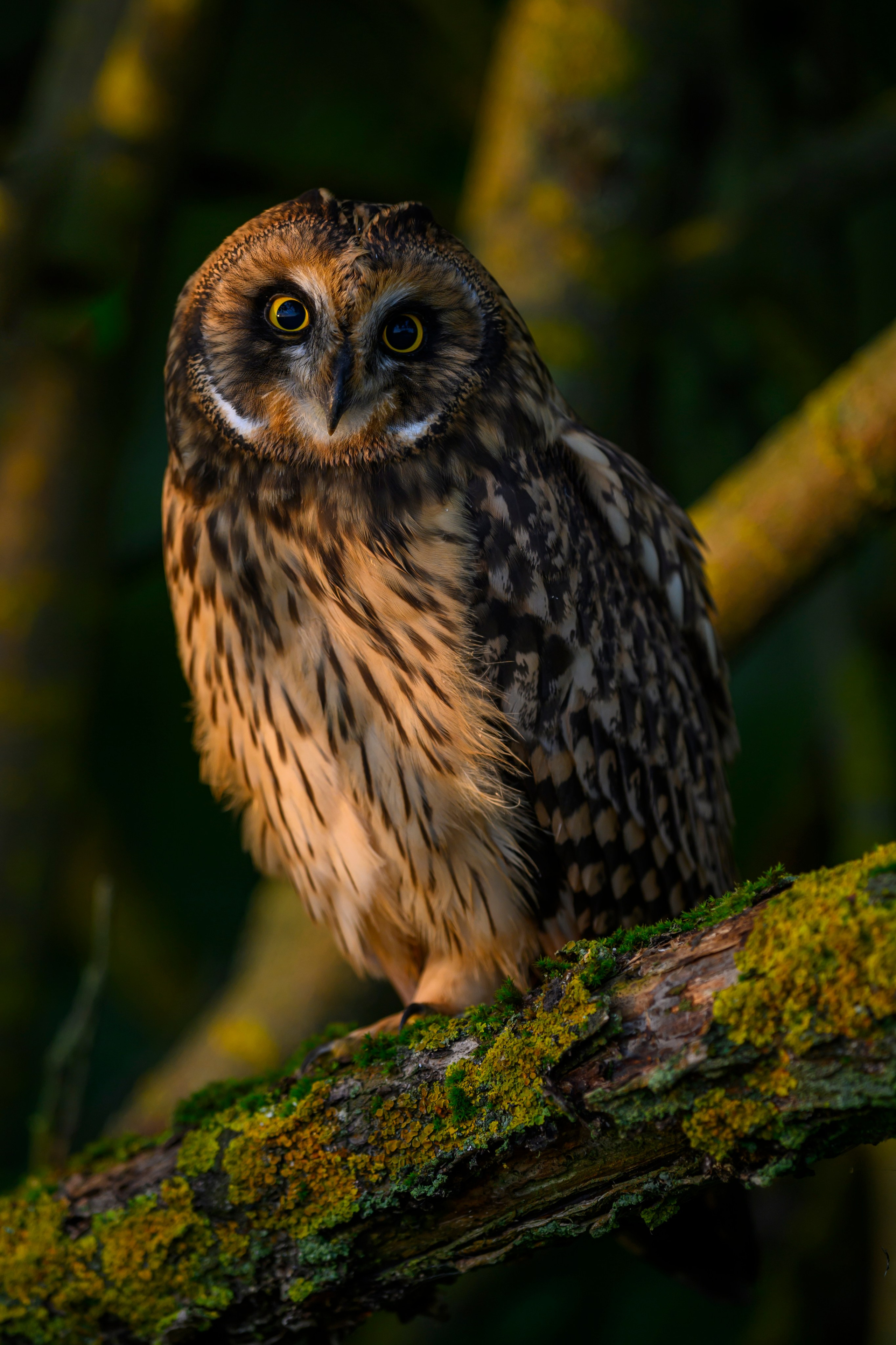Совята-чертята. Owlets-imps. Фотограф Сергей Пупонин