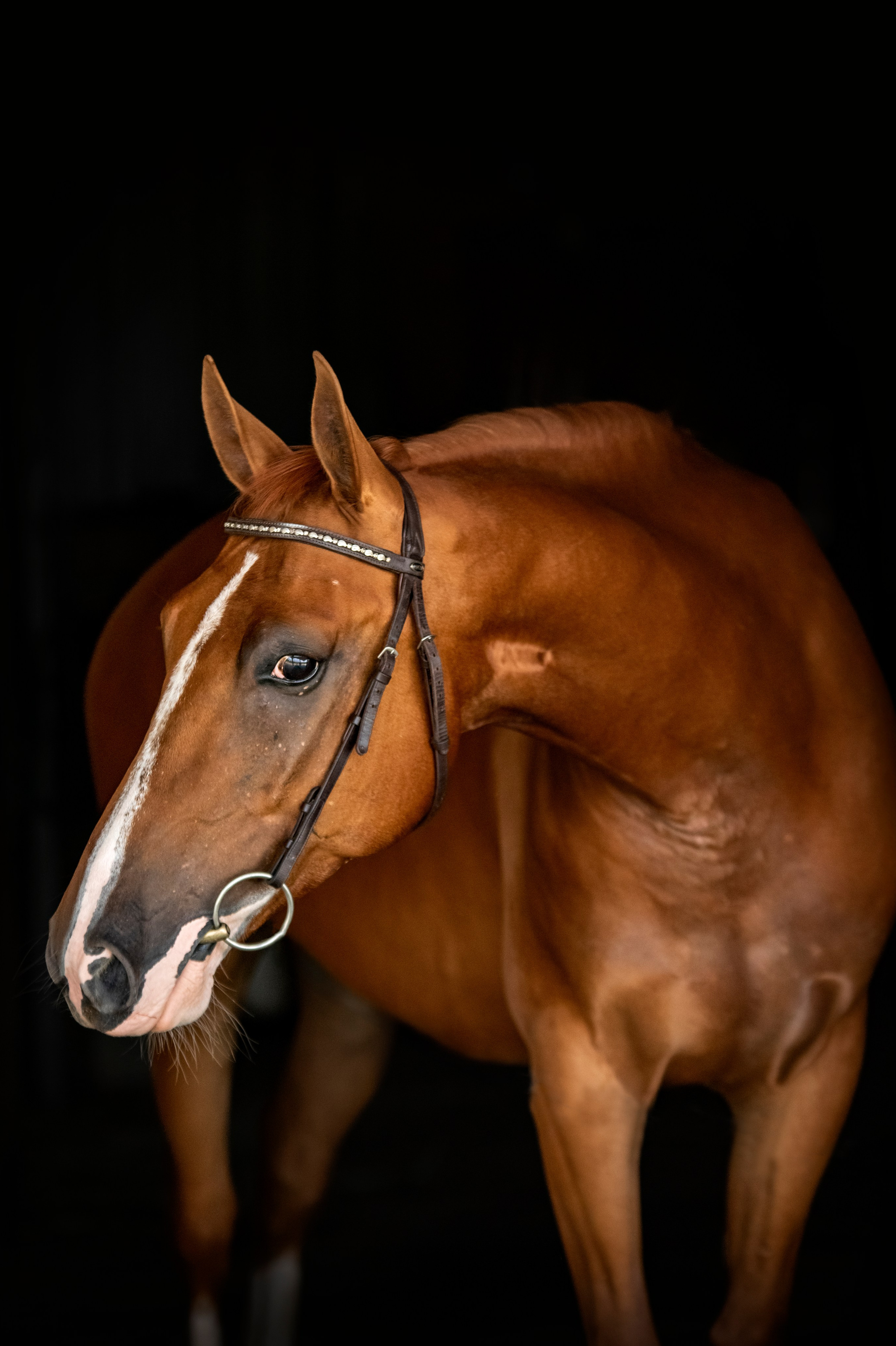 Съемка лошадей, фотографии лошадей, лошади на свободе, экстерьерная съемка, портреты лошадей