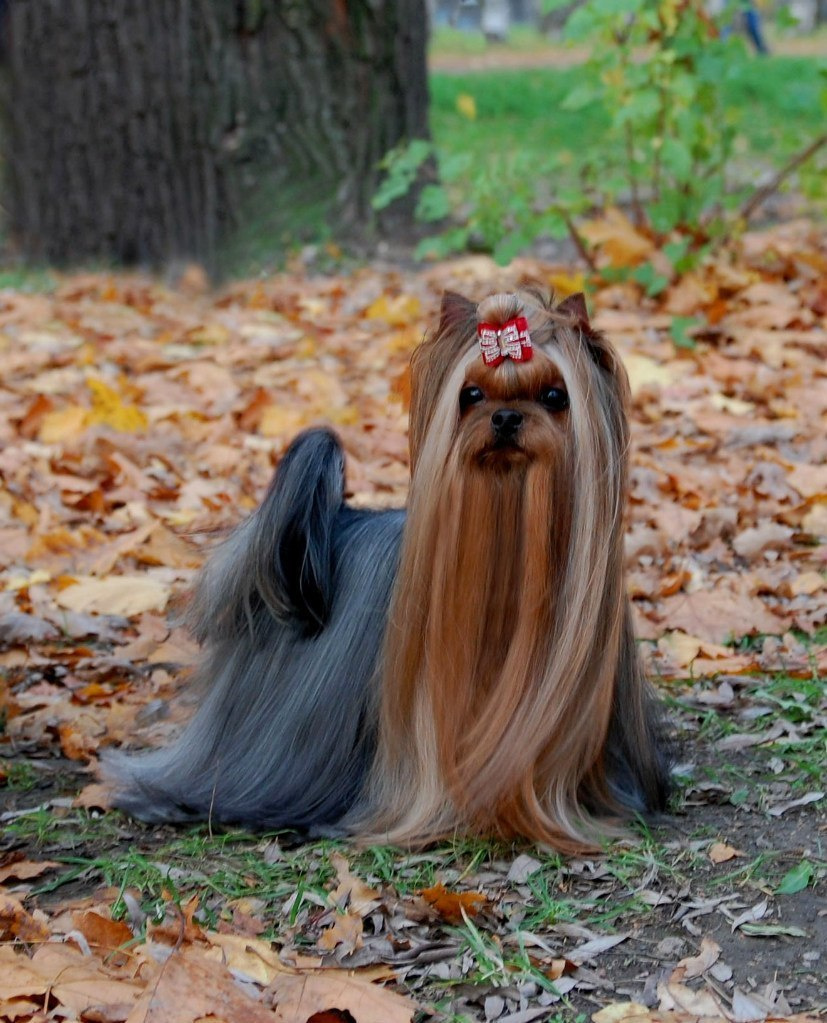 Dare To Dream Stribrne Prani. Питомник Йоркширских терьеров Дэнстайл в Санкт-Петербурге заводчик Тих