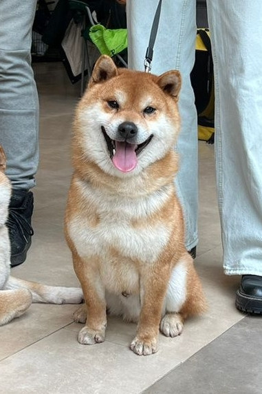 СИБА кобели для вязок. AMERICAN AKITA RUBYLIGHT KENNEL I SHIBA-INU