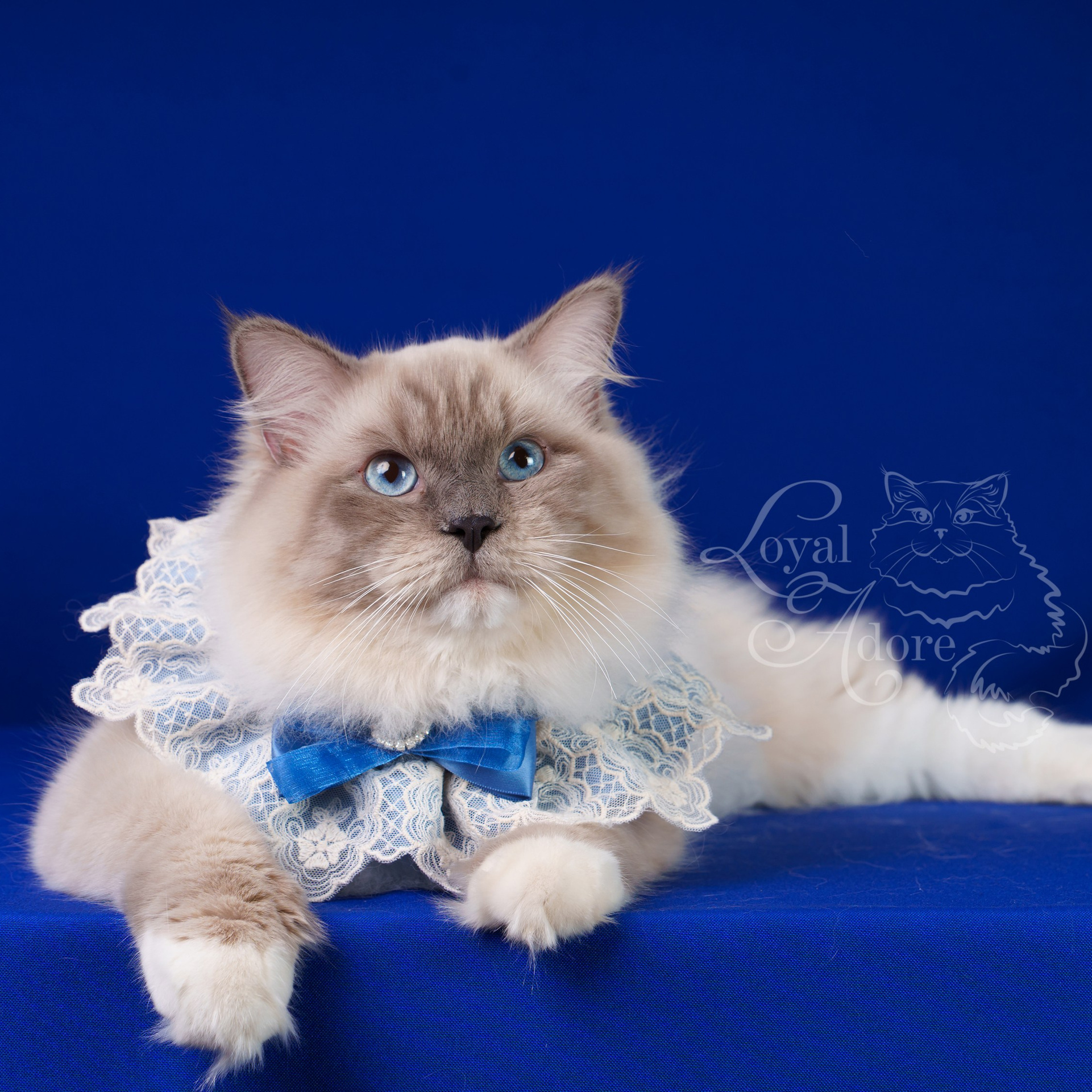 Котята рэгдолл от Loyal Adore. Питомник рэгдолл Loyal Adore