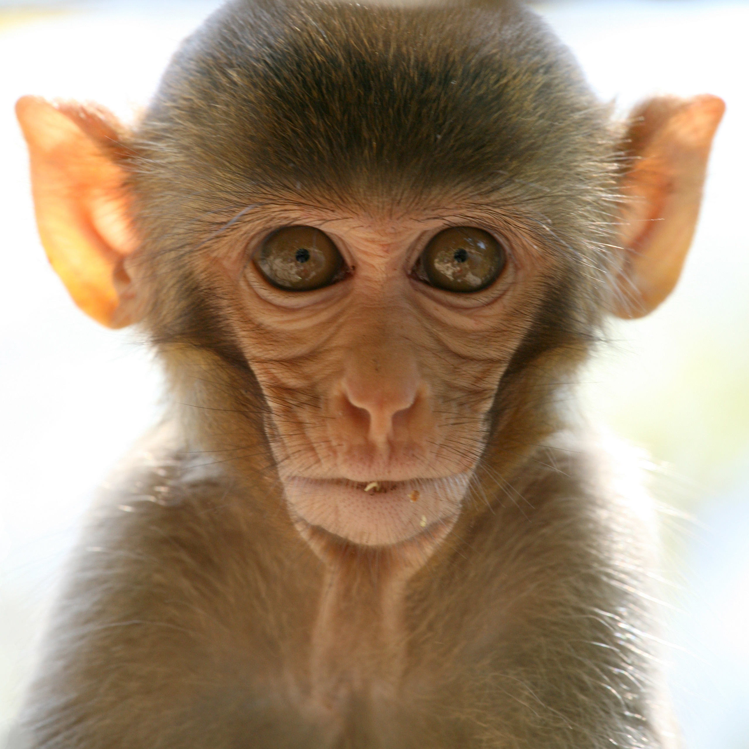 Publications. Art by Max Sauco