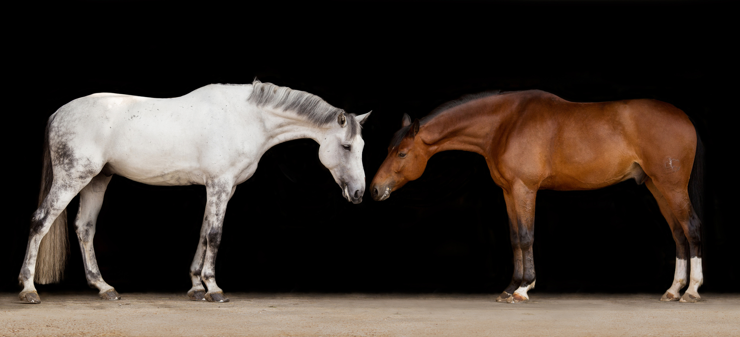 Серая и гнедая лошадь