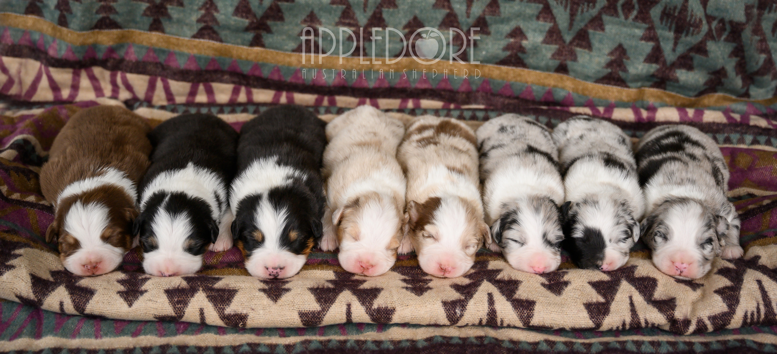 PAST LITTERS. APPLEDORE