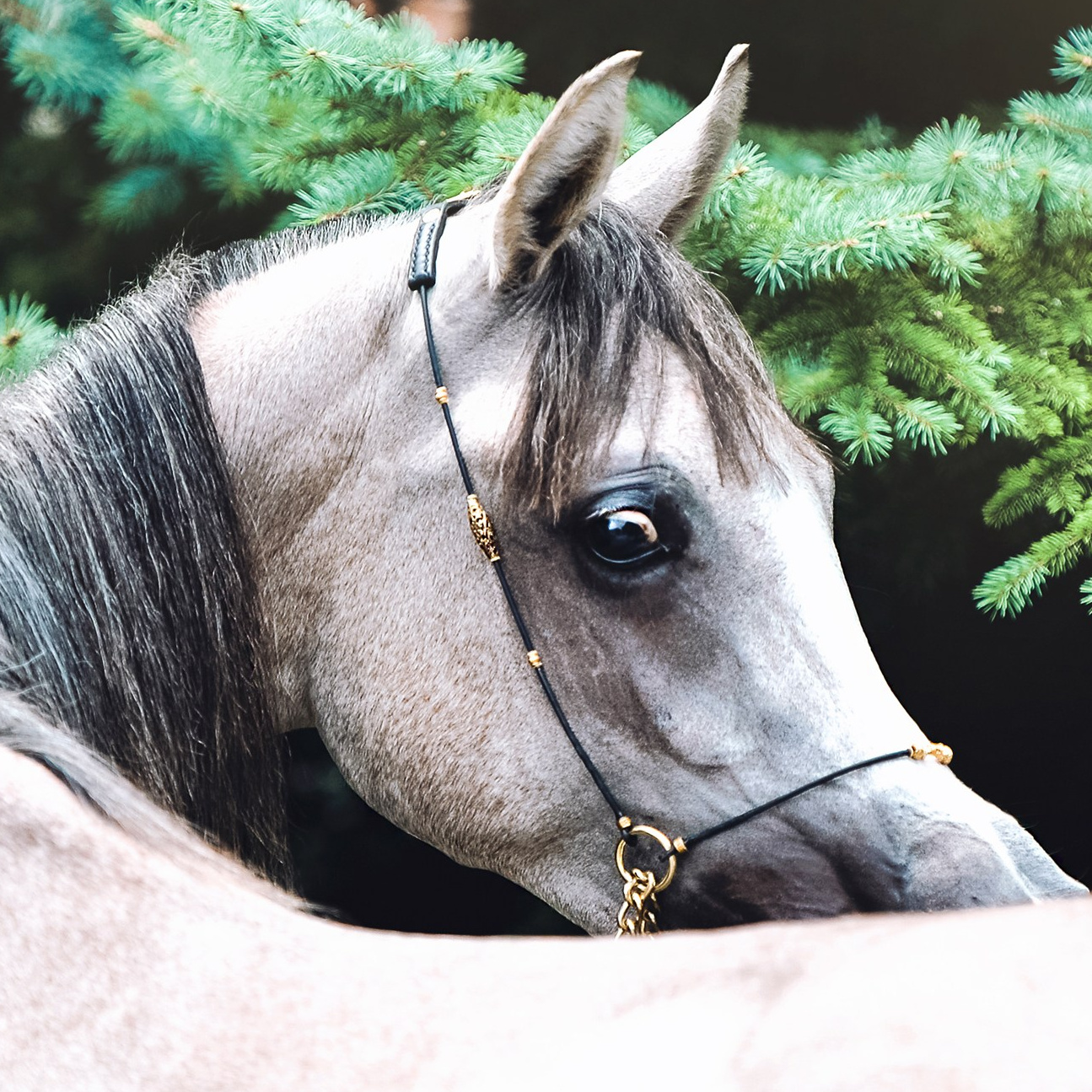 Портфолио. Конный портретный фотограф Наталья Шелест