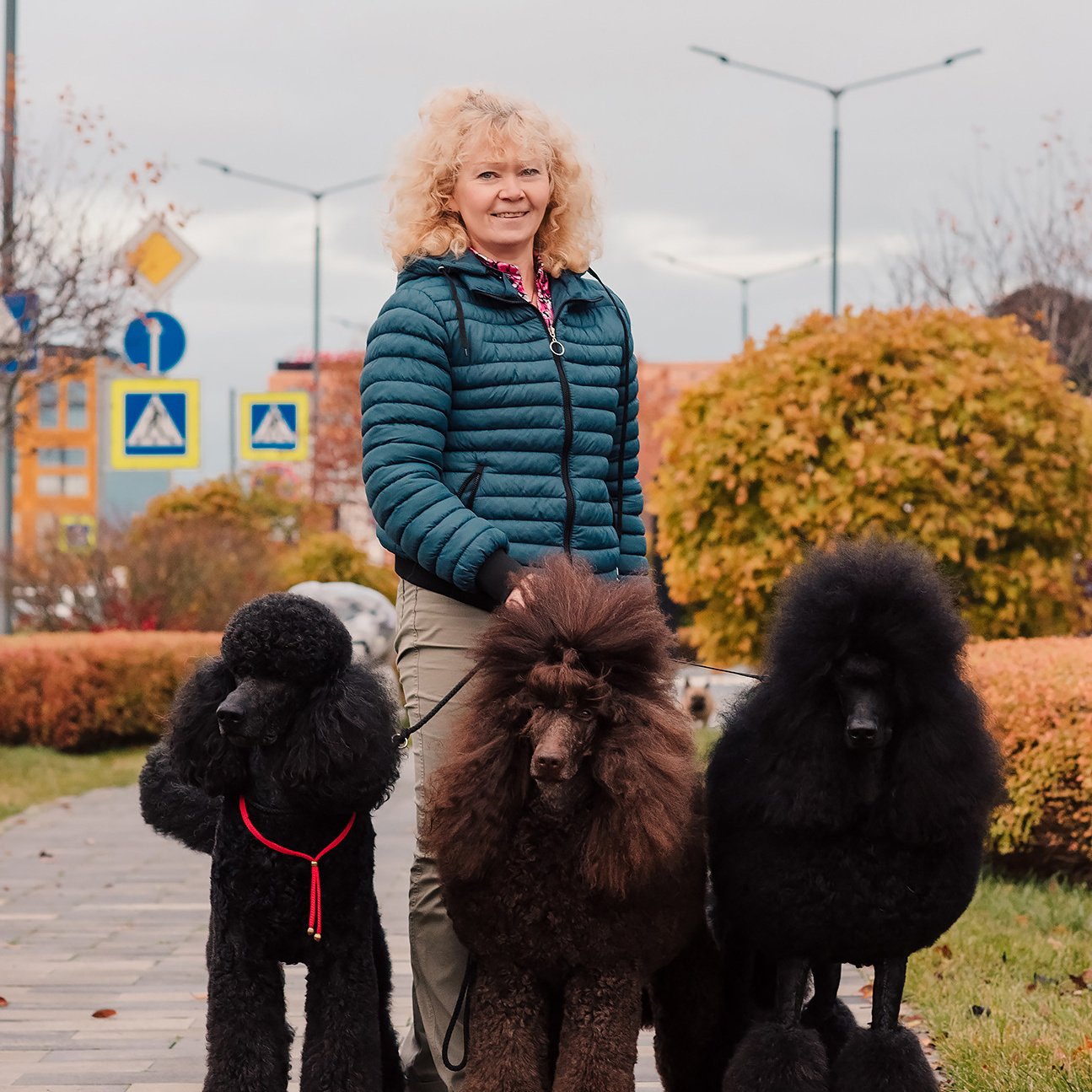Контакты. Питомник Больших Пуделей «Мое Соло»