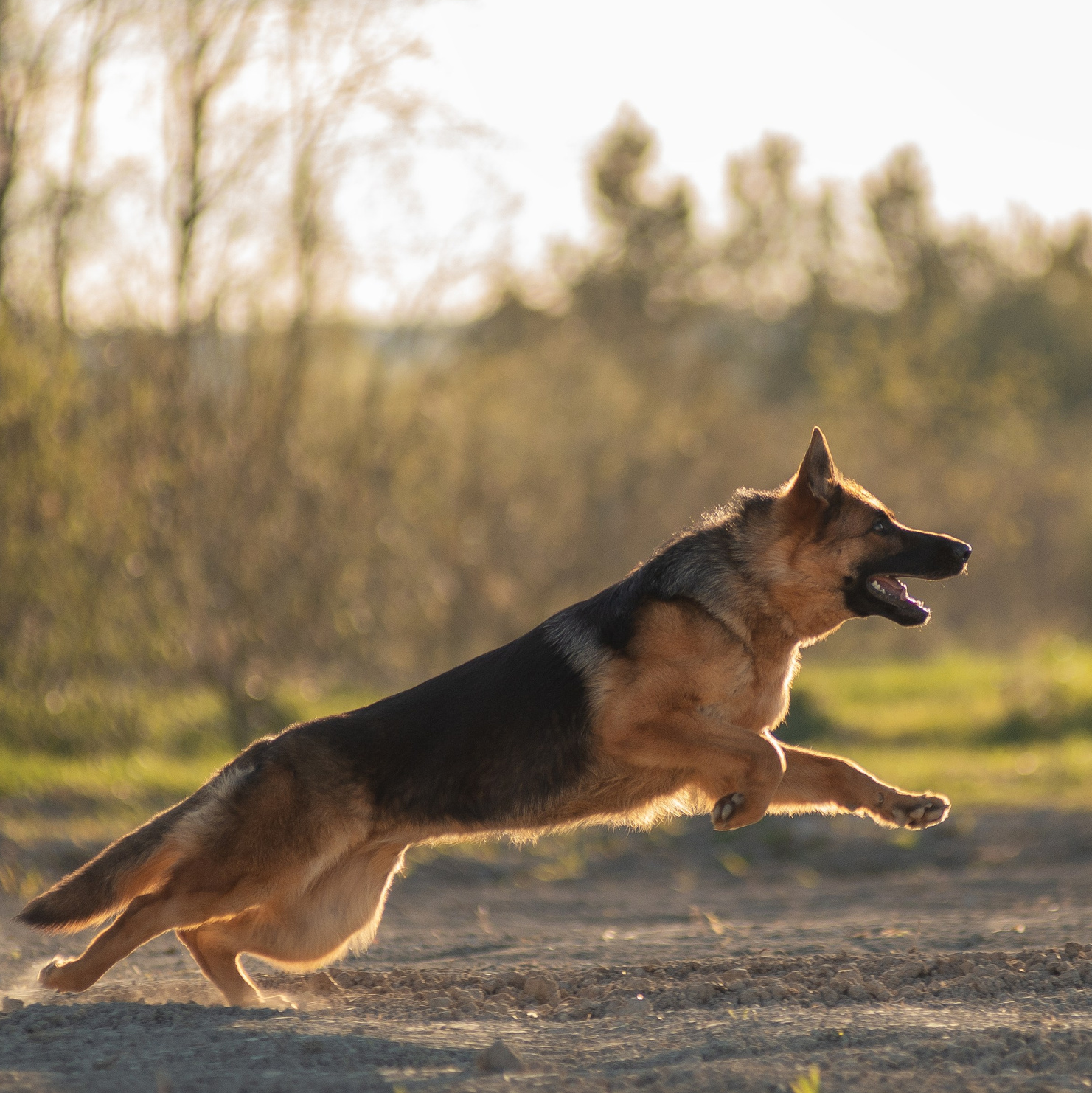 Съемка животных. Фотограф — анималист, семейный фотограф — Татьяна Рыбцева