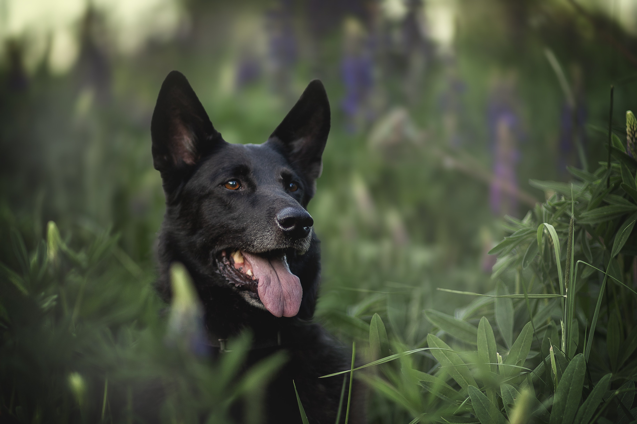 ИЩУТ ДОМ. Фотограф-анималист в Москве и Подмосковье