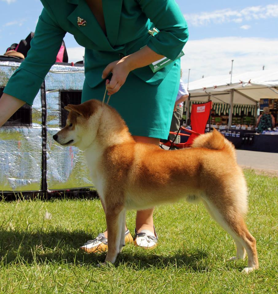 GRADUATES OF THE KENNEL. SHIOMARU Shiba and Akita Inu Kennel