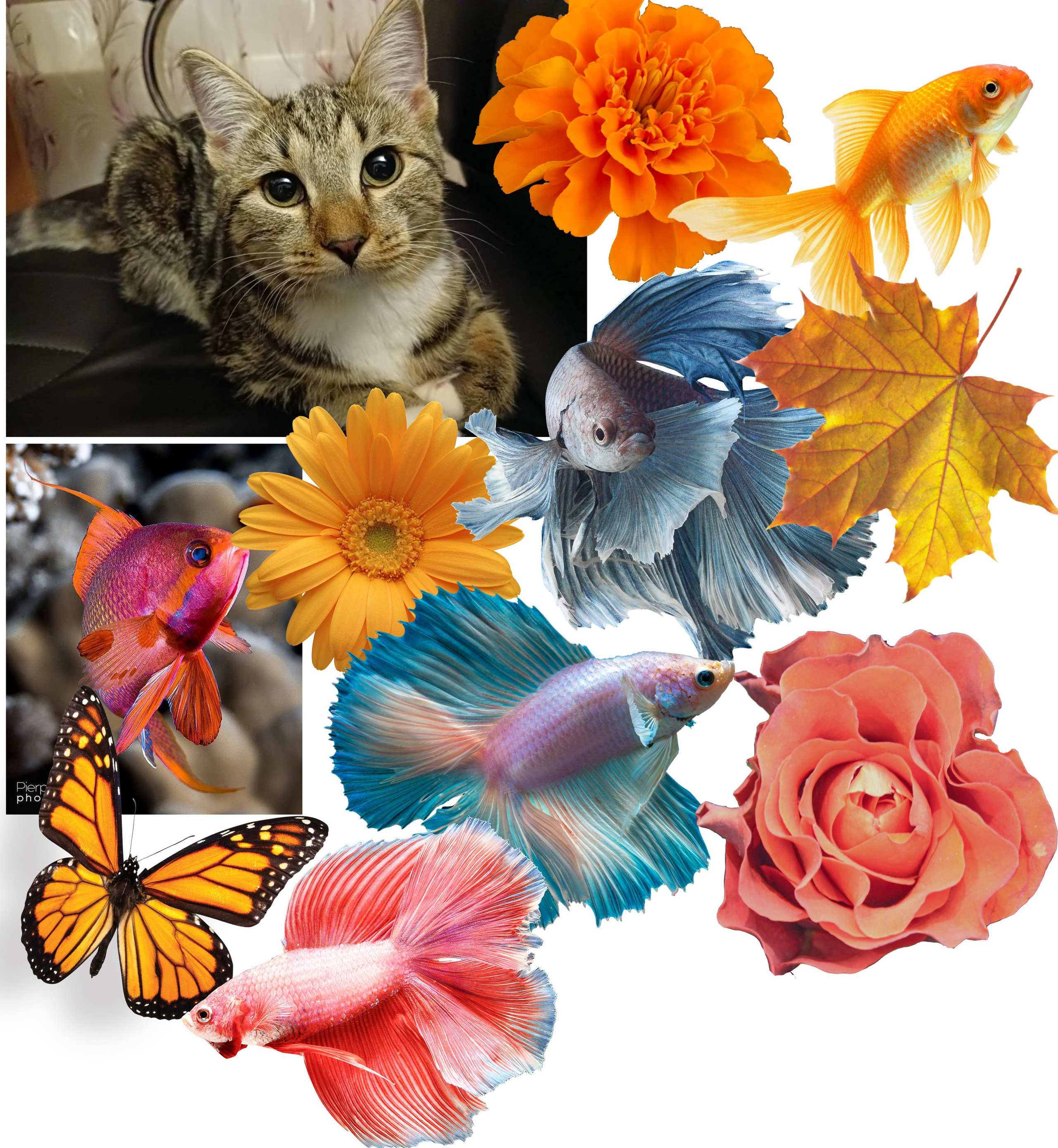 Фотоарт. Качественная ретушь фотографий Вера Сартакова