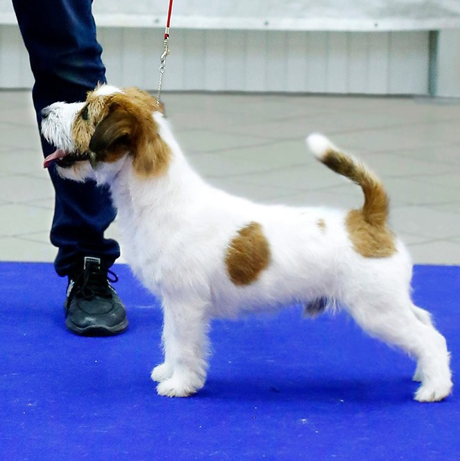 2025 Litter CH. Щенки джек рассел терьера, питомник РКФ, питомник джек рассел терьеров, питомник Порт Фортис, kennel PORT FORTIS