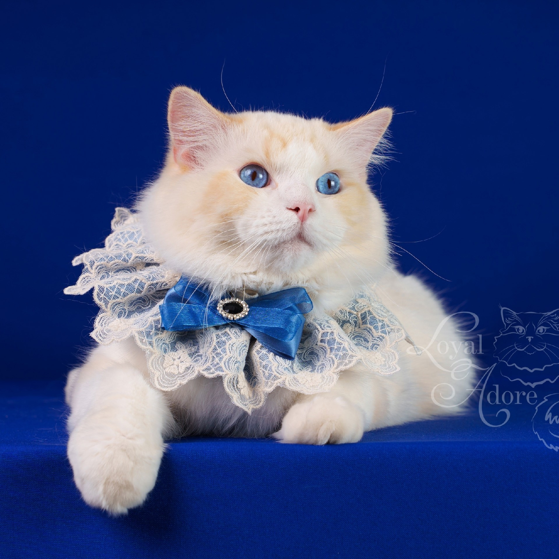 Котята рэгдолл от Loyal Adore. Питомник рэгдолл Loyal Adore