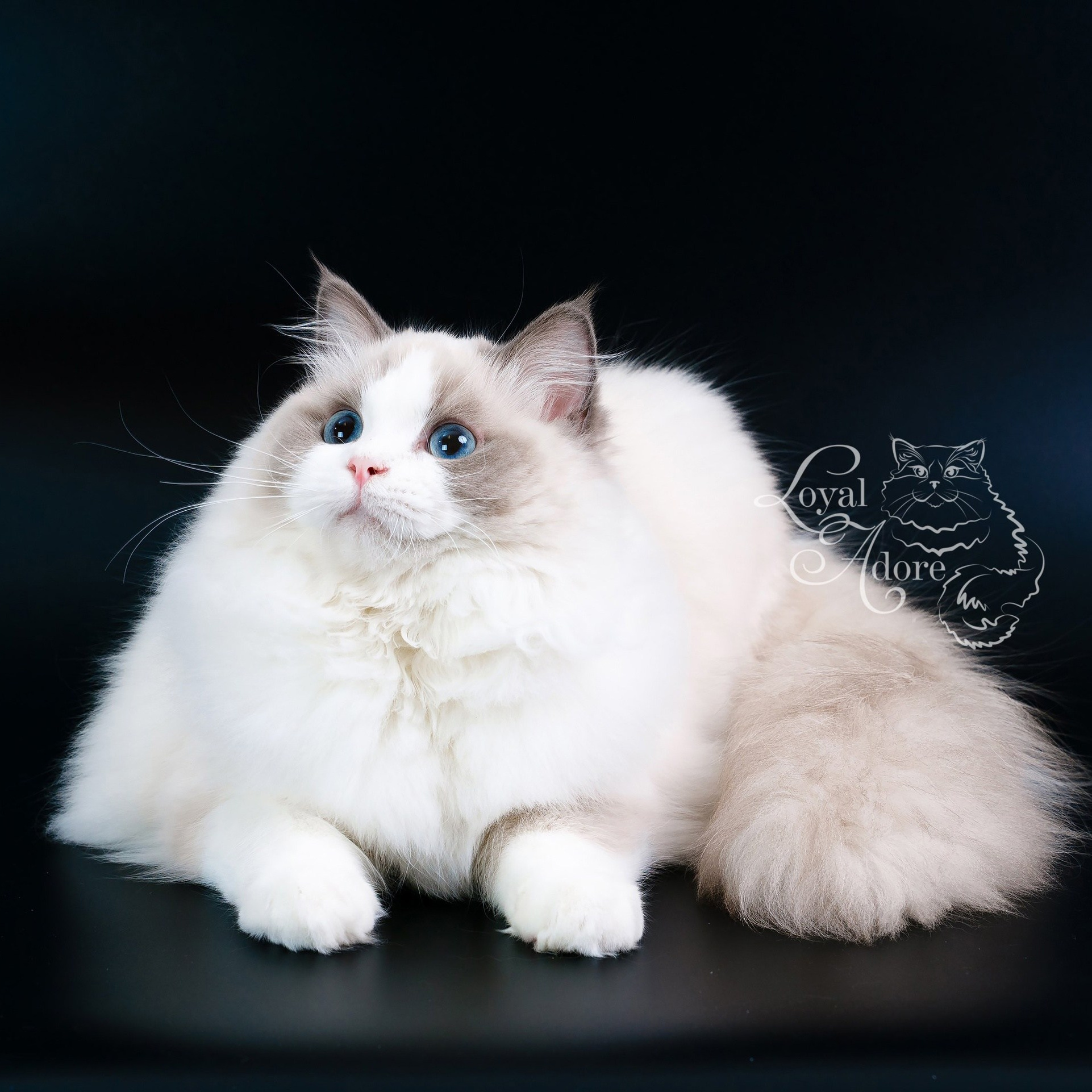 Котята рэгдолл от Loyal Adore. Питомник рэгдолл Loyal Adore