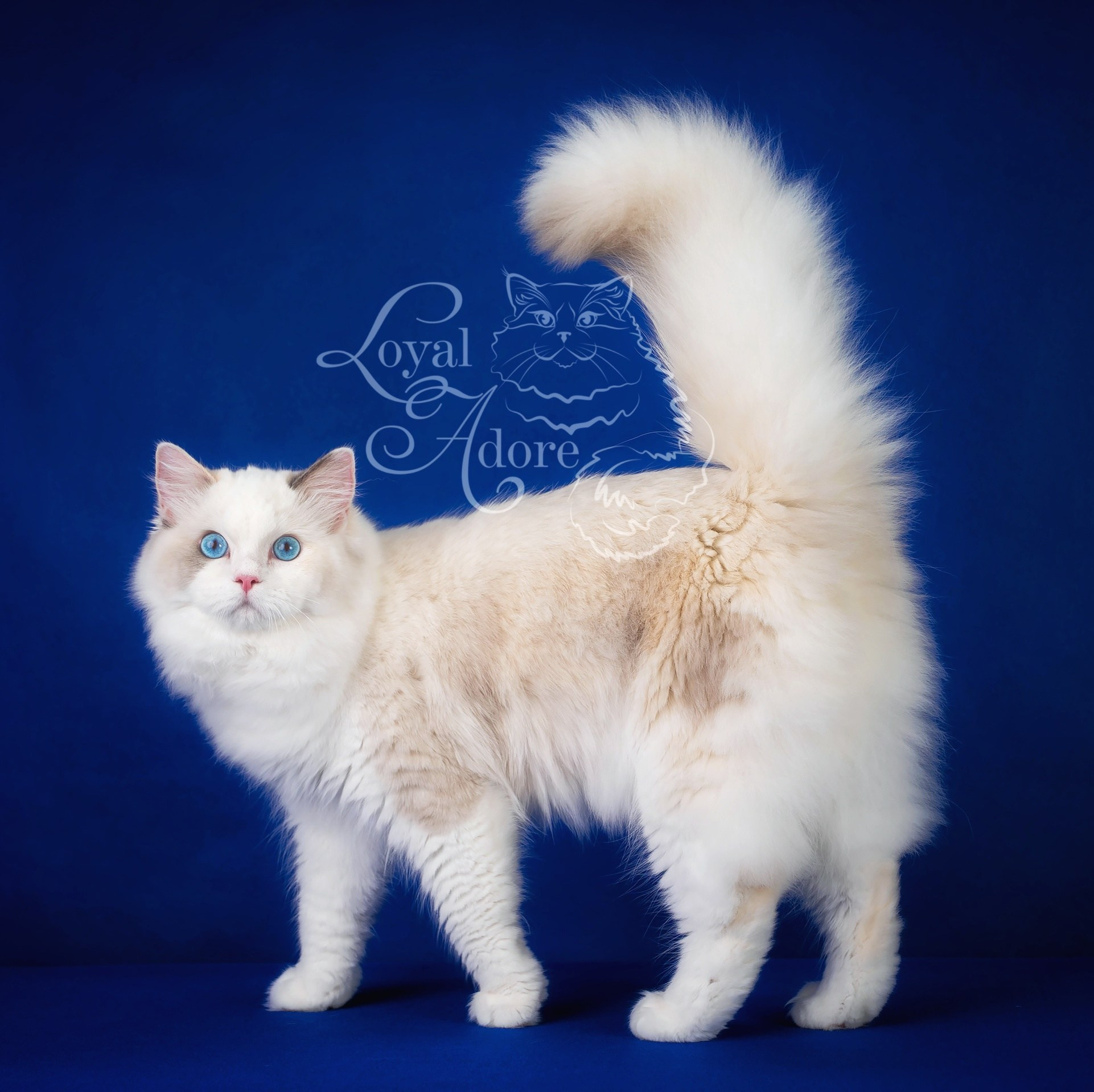 Кошки производители Loyal Adore. Питомник рэгдолл Loyal Adore