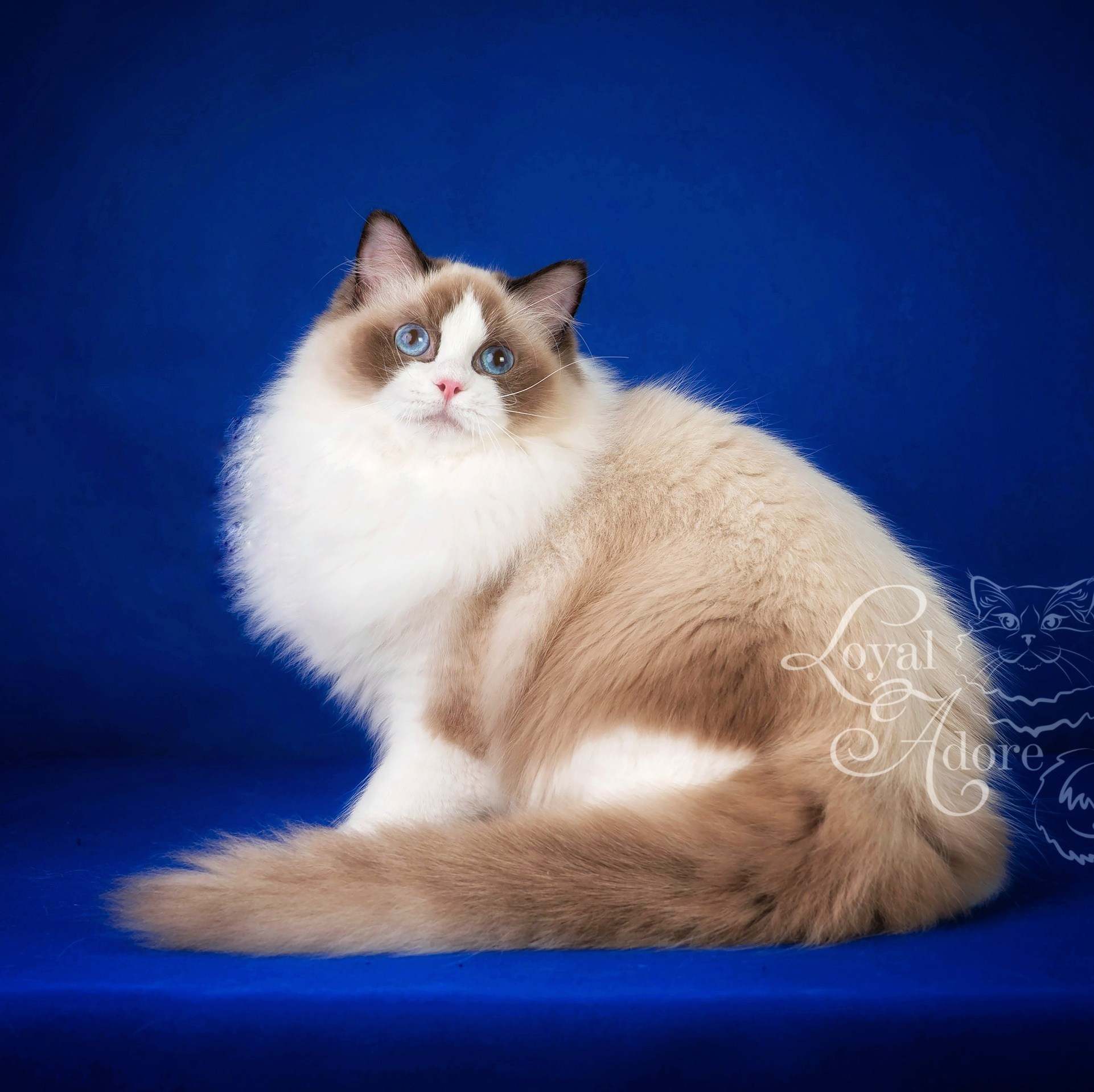 Кошки производители Loyal Adore. Питомник рэгдолл Loyal Adore