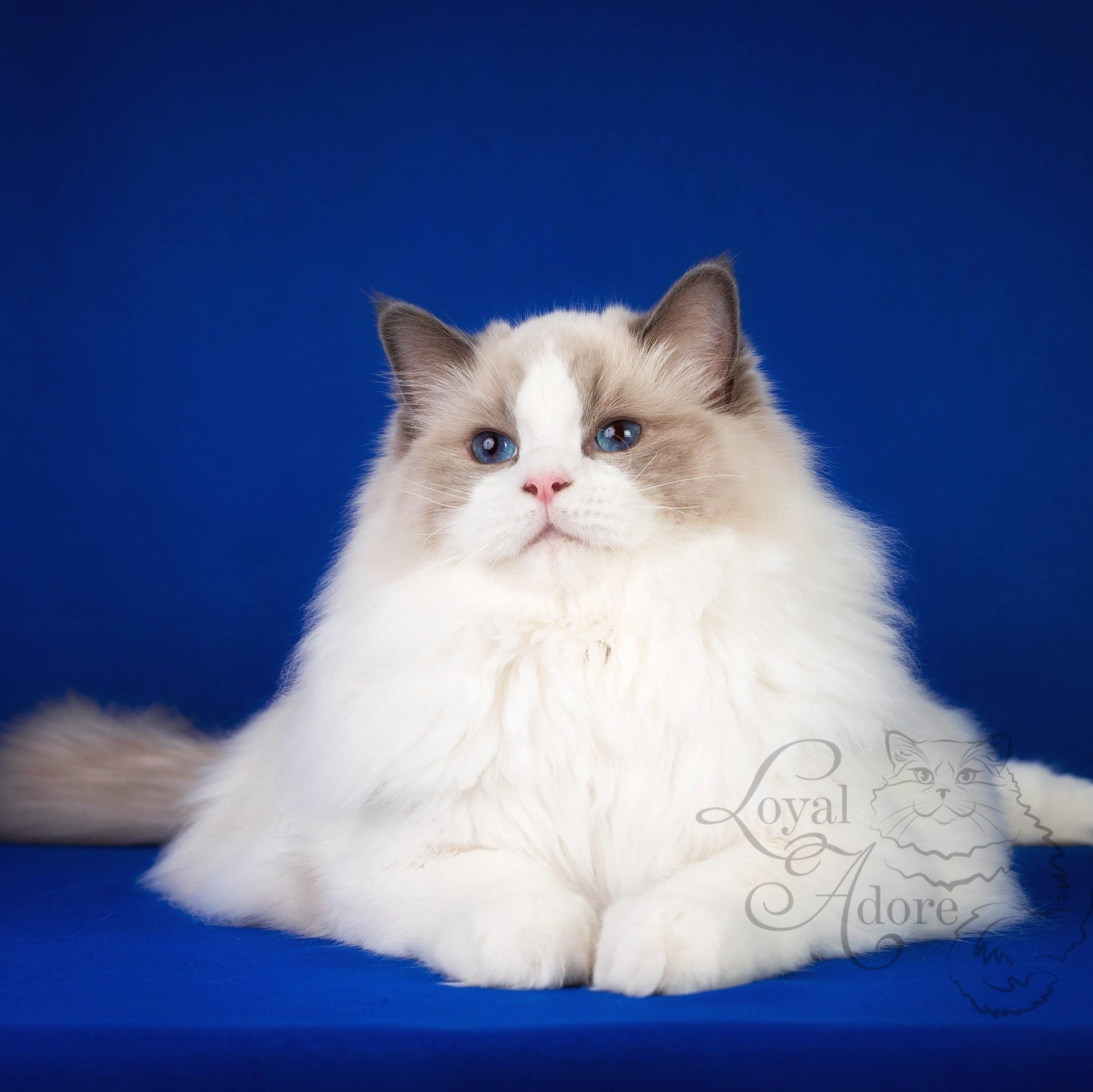 Коты производители Loyal Adore. Питомник рэгдолл Loyal Adore