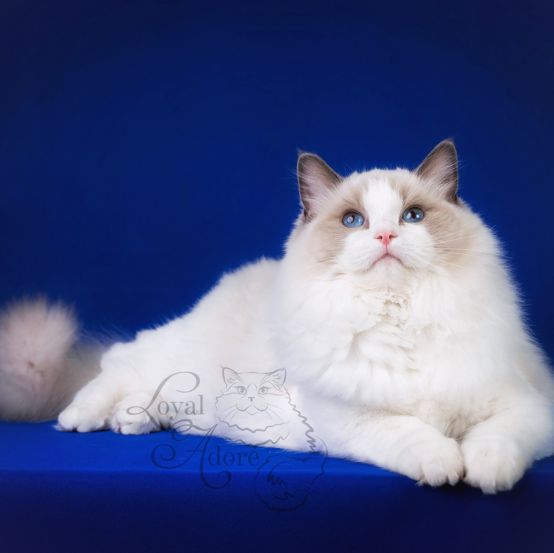 Кошки производители Loyal Adore. Питомник рэгдолл Loyal Adore