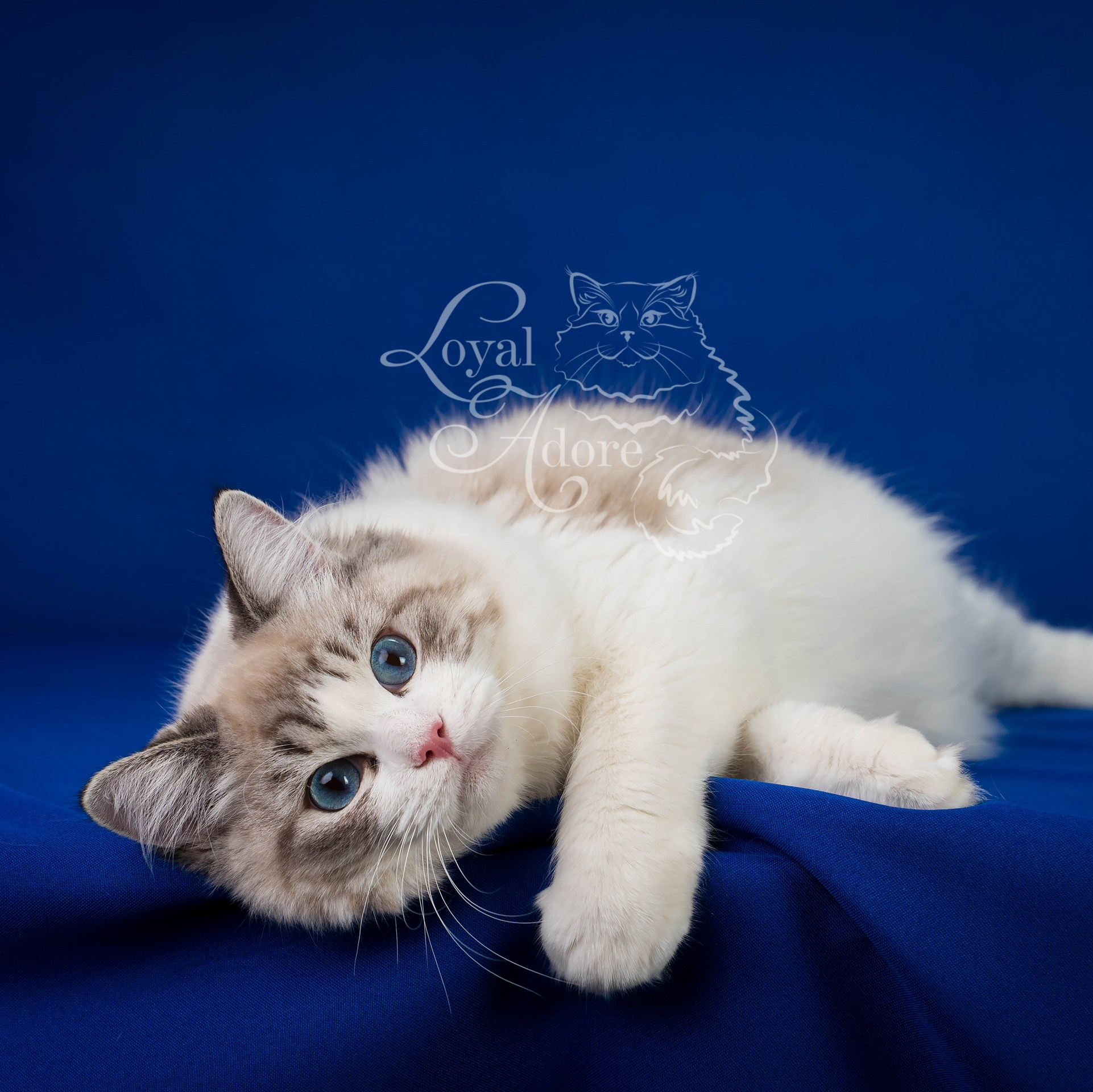 Кошки производители Loyal Adore. Питомник рэгдолл Loyal Adore