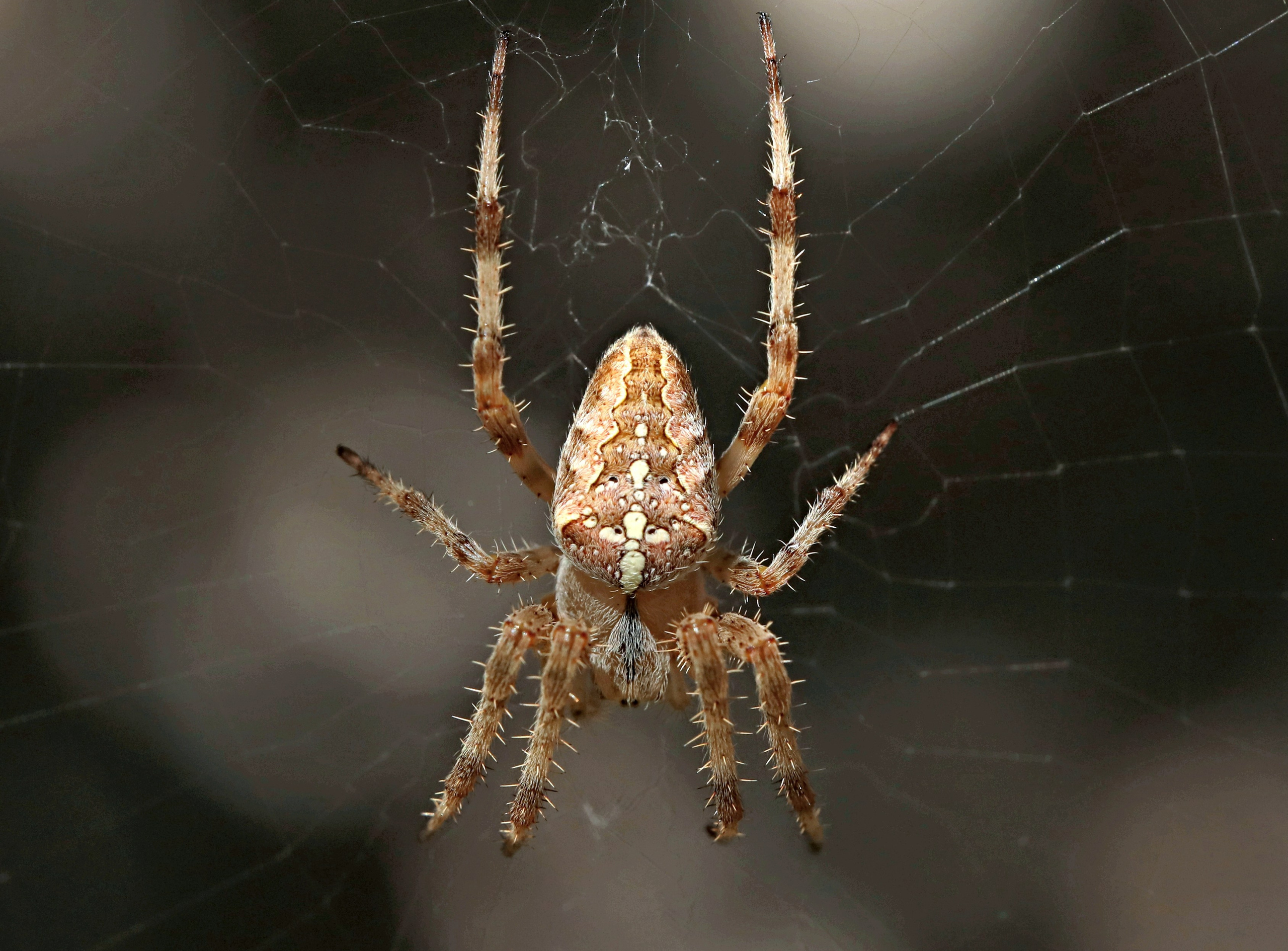 КУПИТЬ ФОТОГРАФИИ Мои проекты! Весенне-летняя акция! Все снимки по 10,00 рублей!. Фото-художник и Репортажный фотограф Николаев Александр Алексеевич