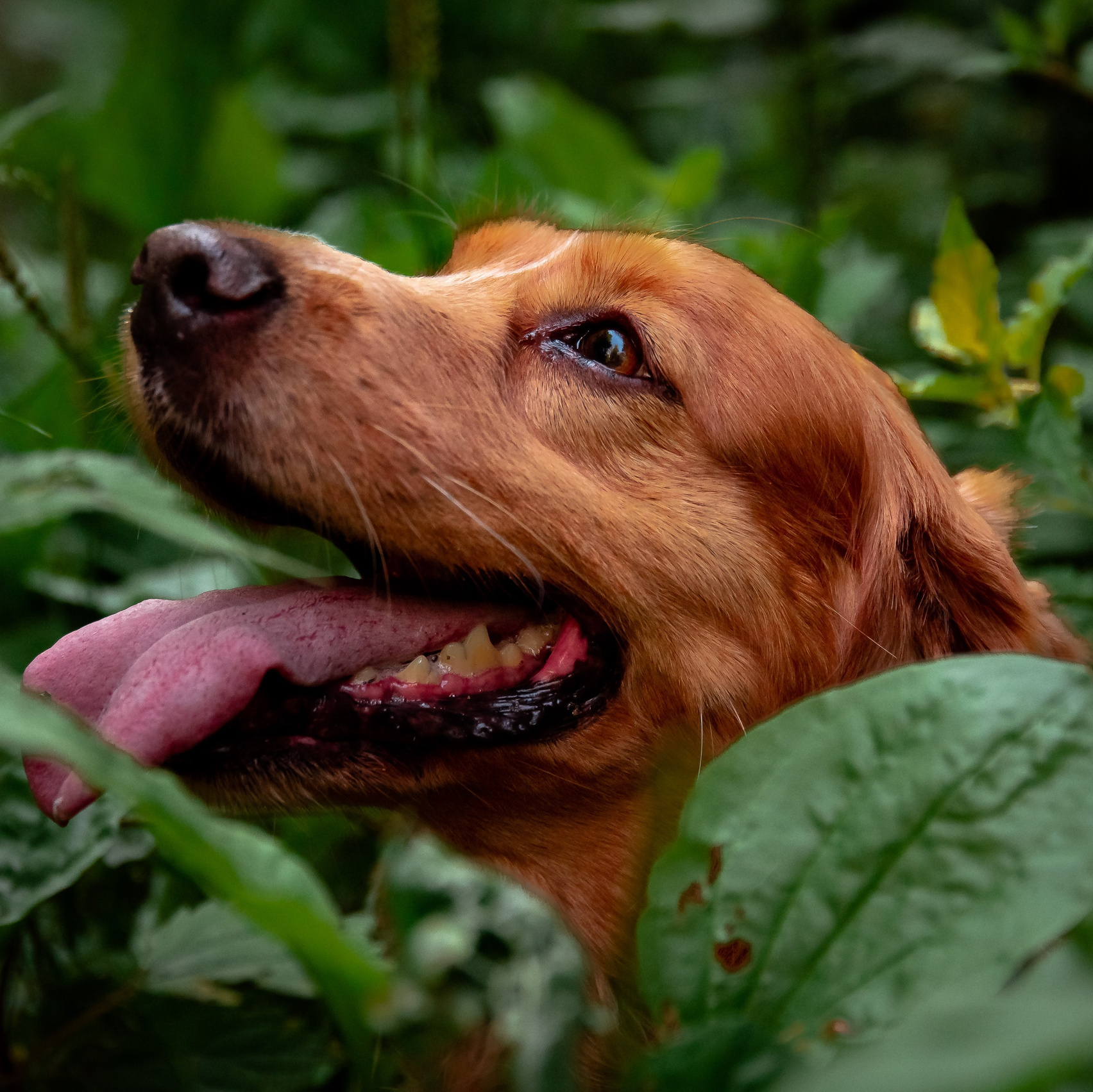 Услуги и цены. Фотограф-анималист в Санкт-Петербурге Анастасия Иванова