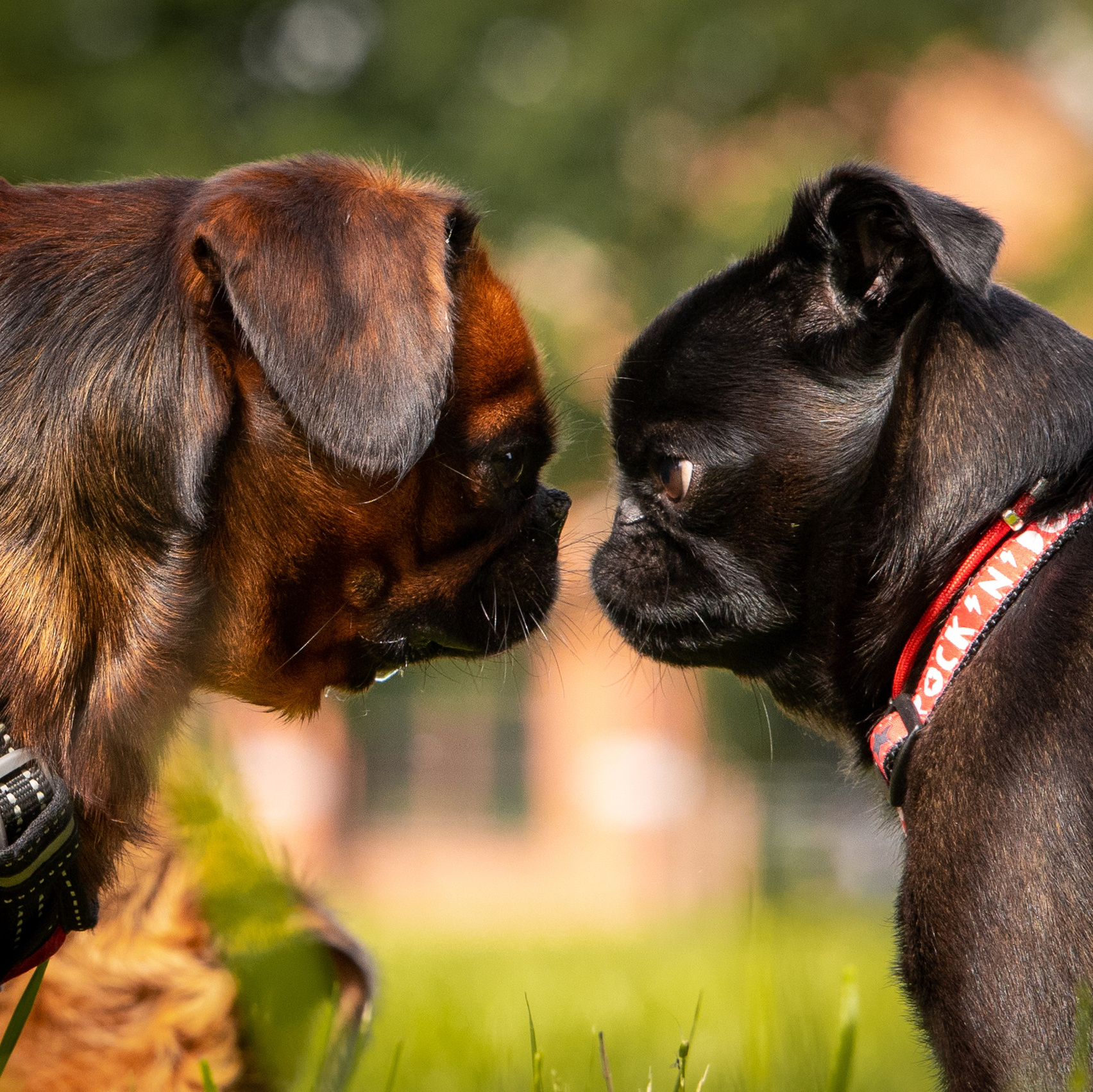 Услуги и цены. Фотограф-анималист в Санкт-Петербурге Анастасия Иванова