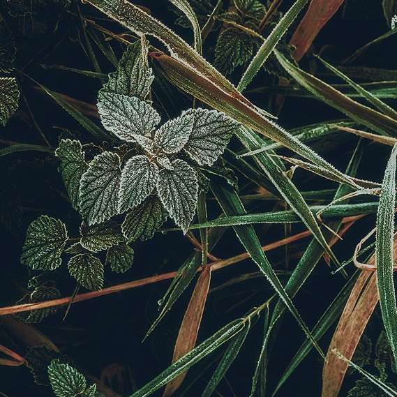 «Макадамия» & Студия Дизайна и Декора Паулины Богомоловой. Home Decor