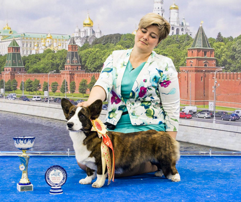 Новости питомника Ice Fantasy. Купить щенка Вельш-корги-кардиган в семейном питомнике — Ice Fantasy