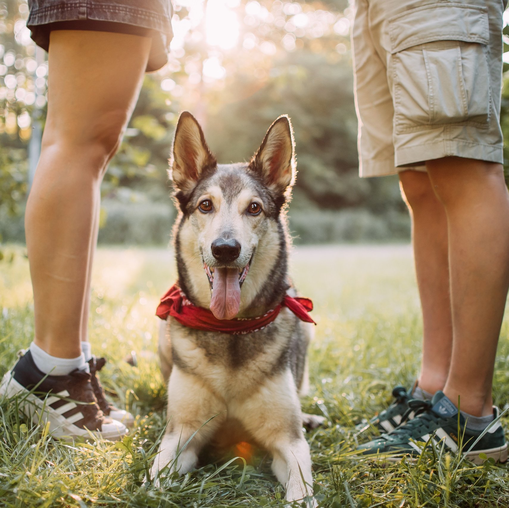 Услуги и цены. Фотограф-анималист Валерия, Москва, Мытищи